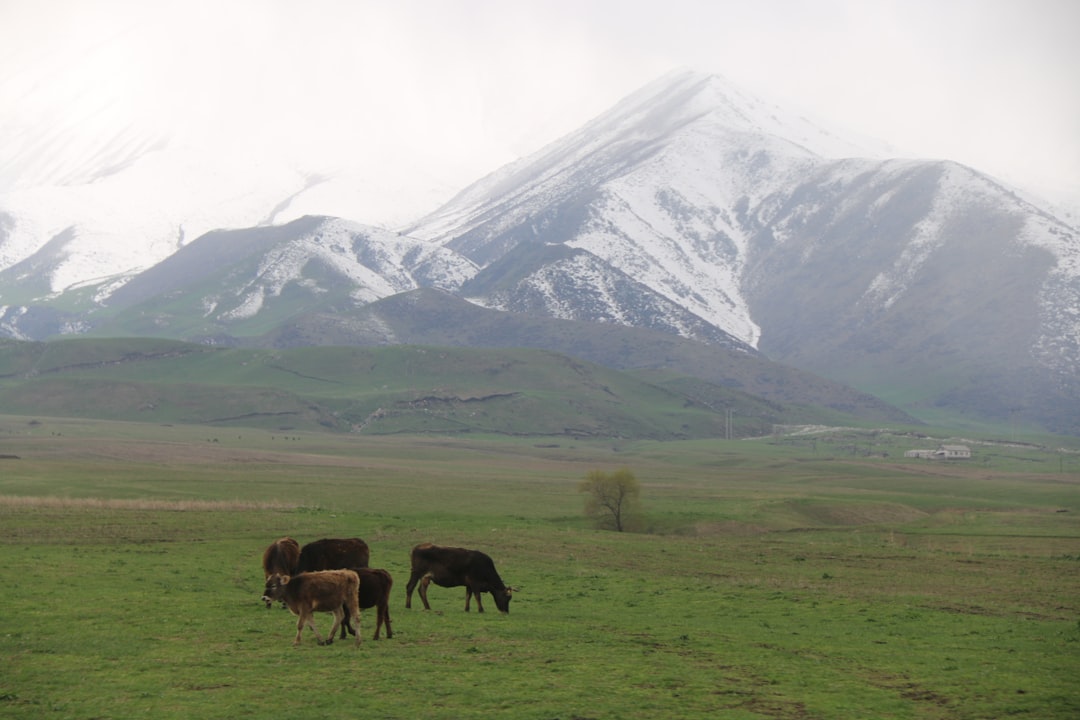 Khongoriin Els