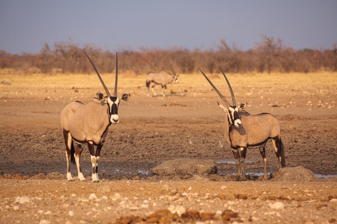Etosha