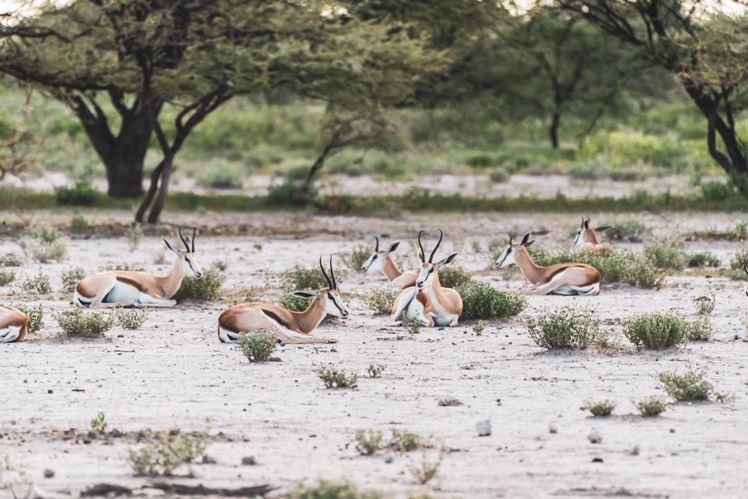 Etosha