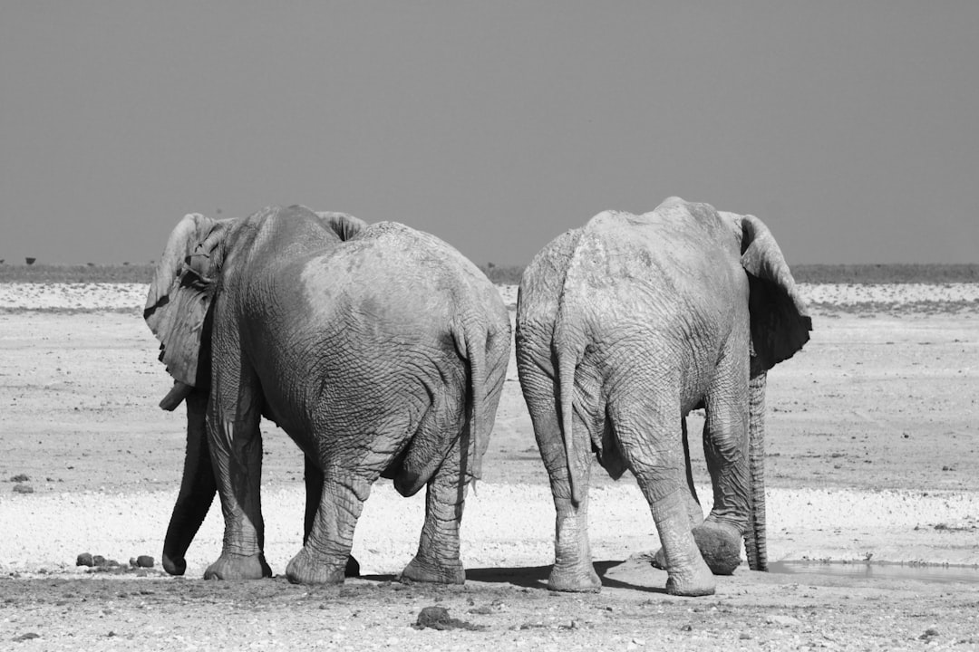 Etosha