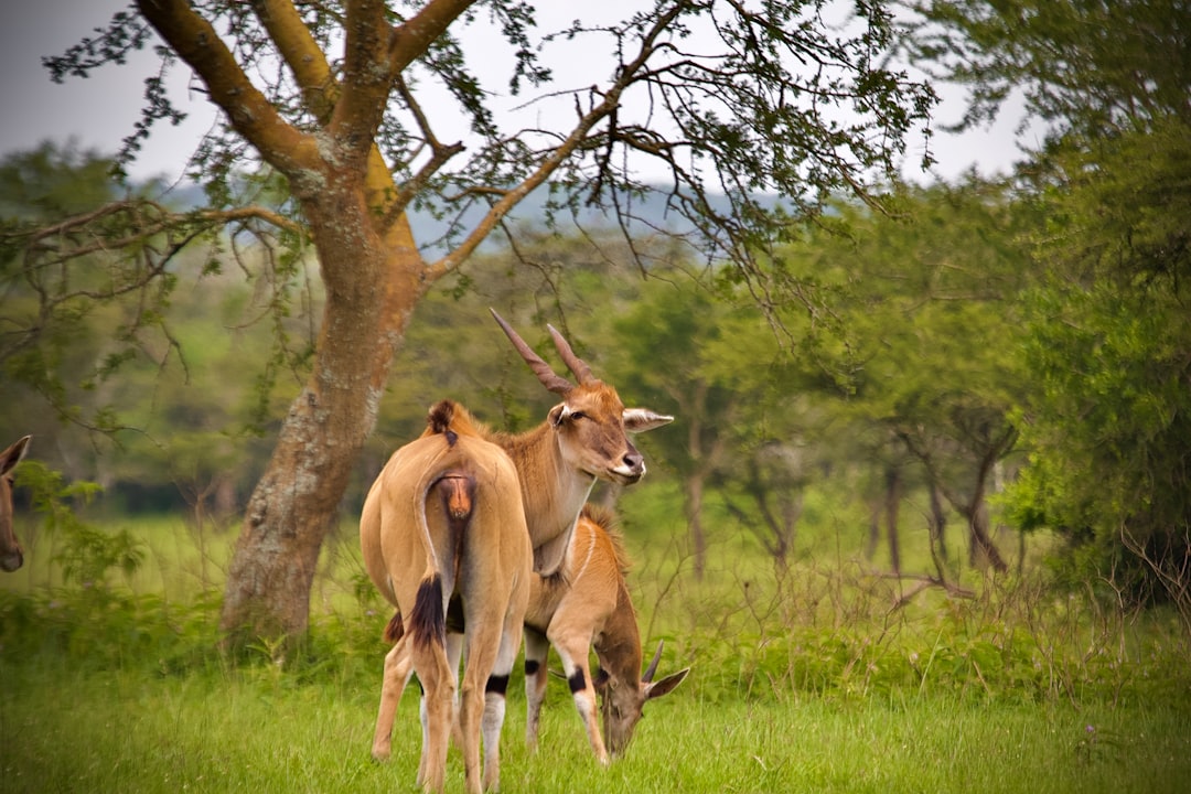Parc National d’Etosha