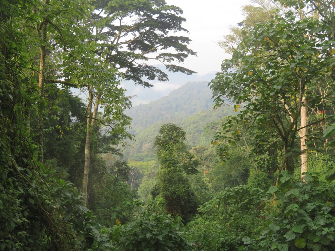 Bwindi