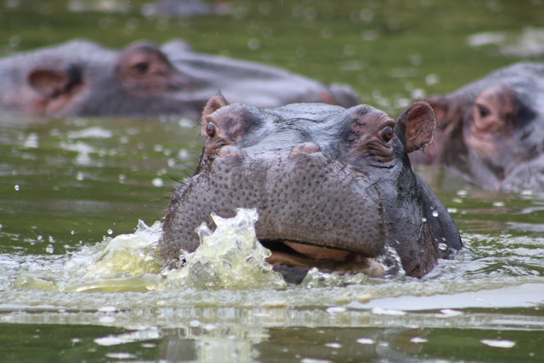 Lac Mburo