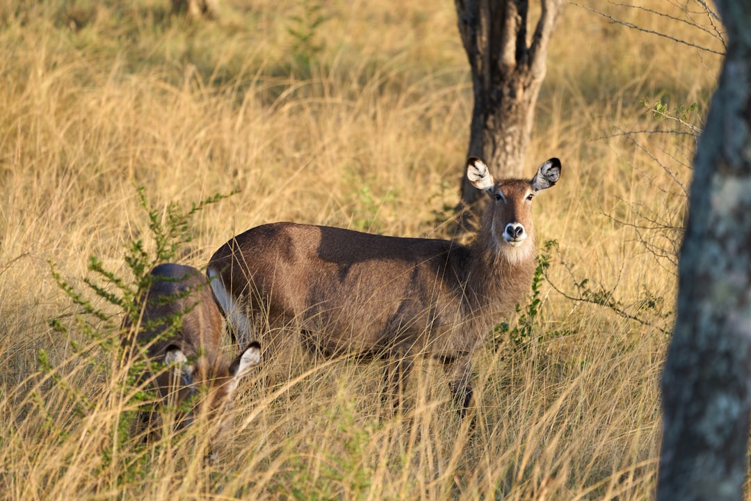 Lac Mburo