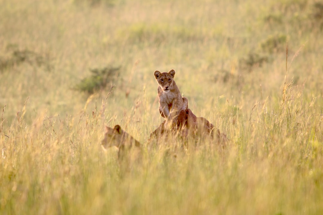 Murchison Falls