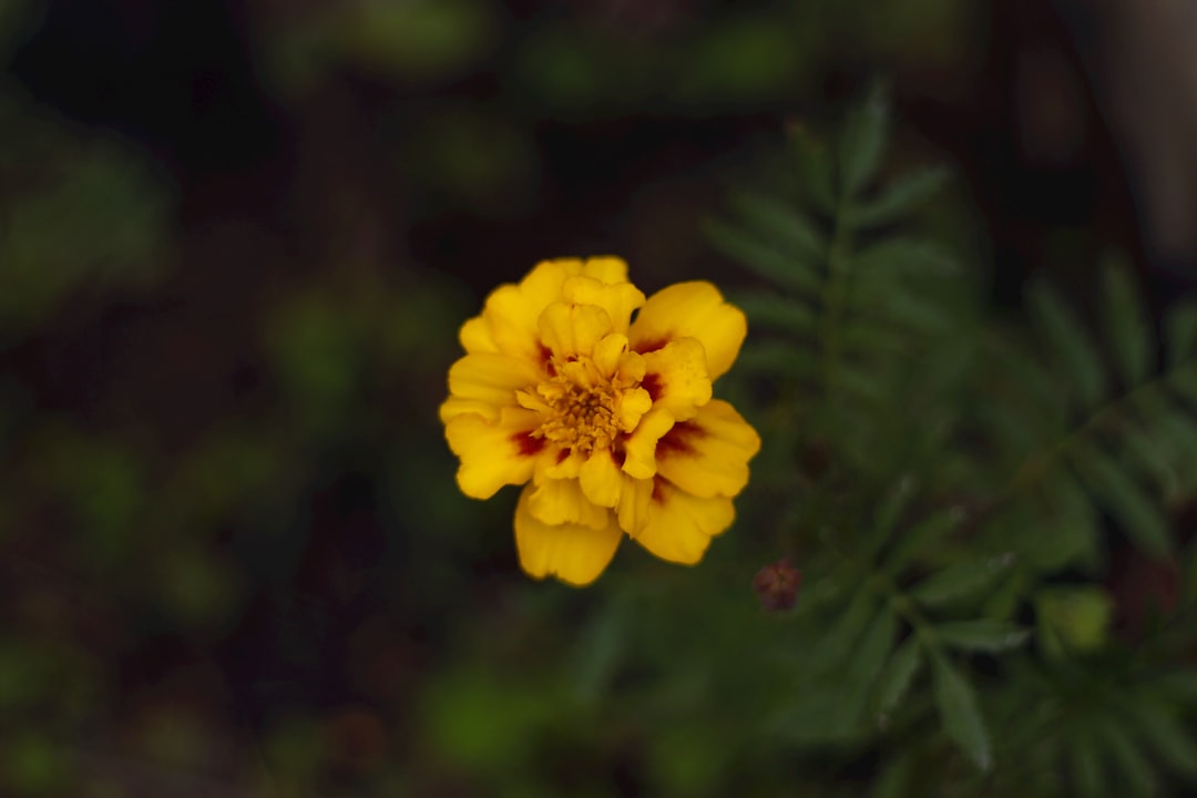 Baguio