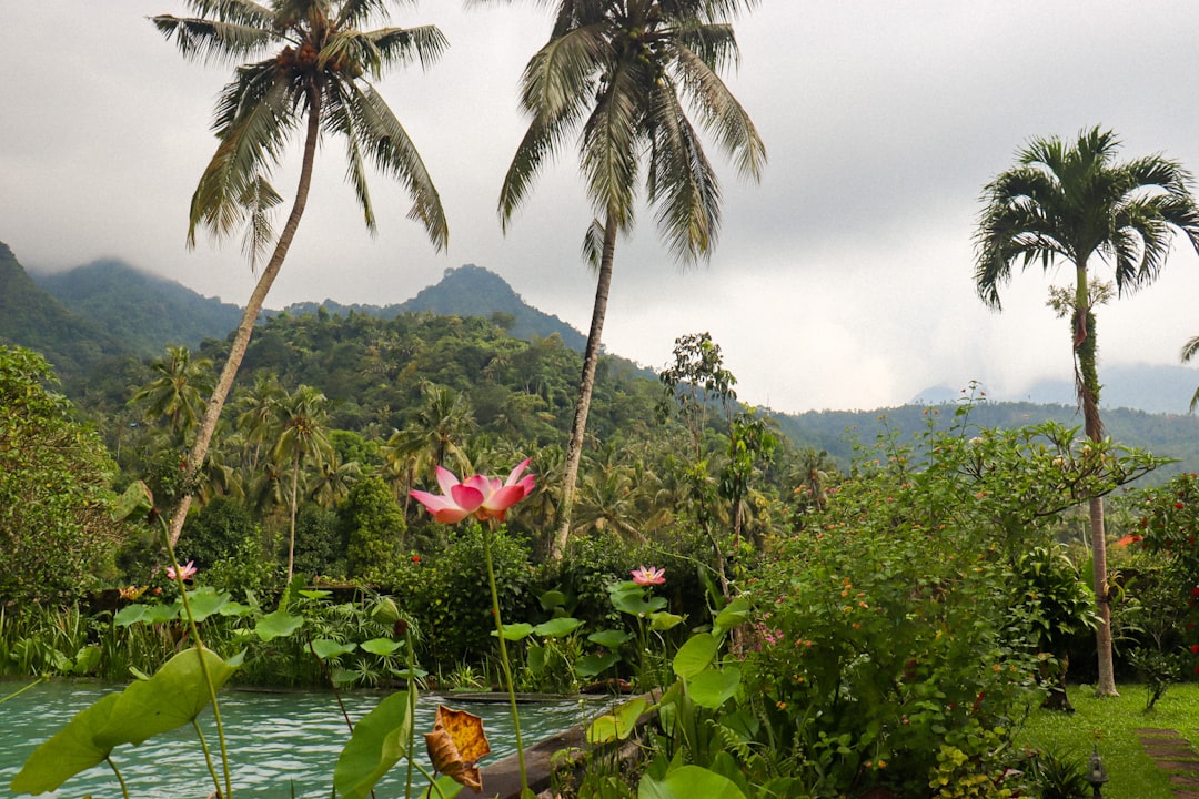 Flower Island