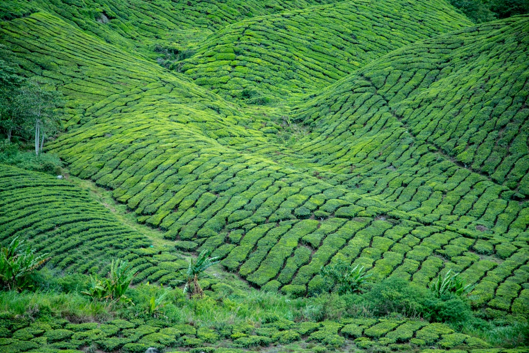 Mandaramnuwara