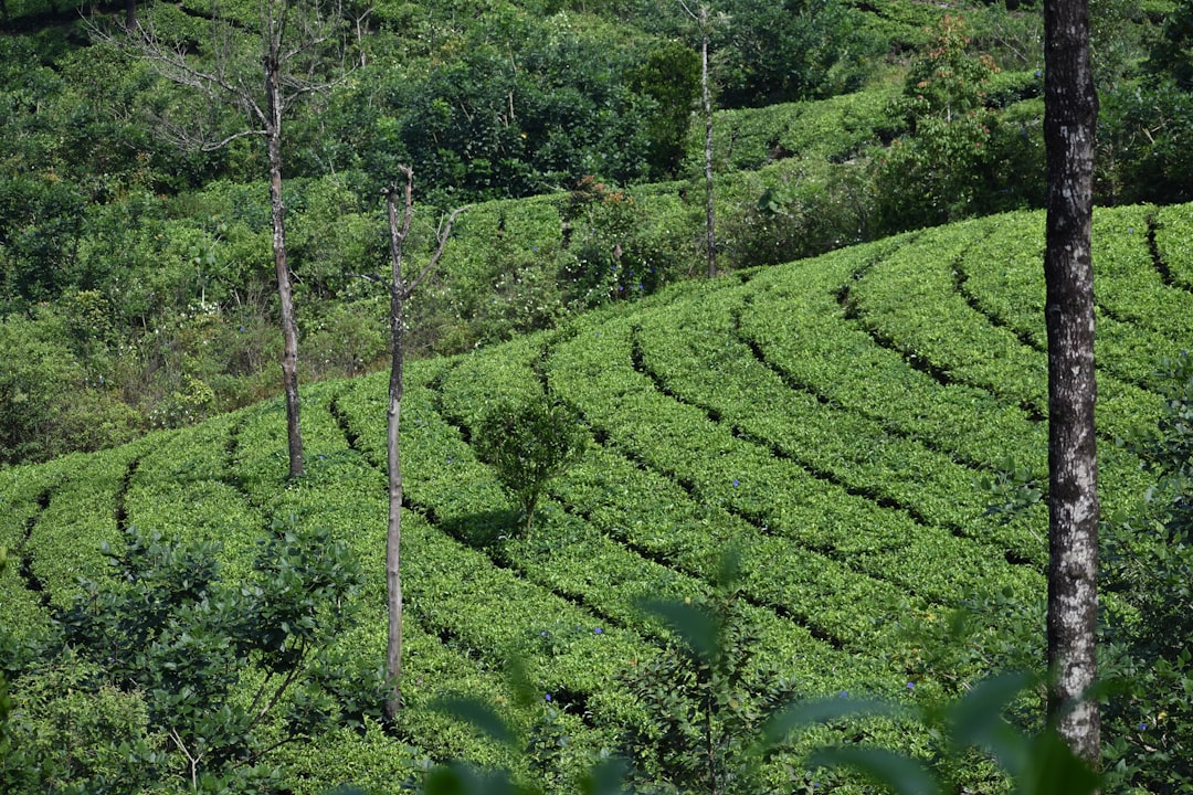 Mandaramnuwara
