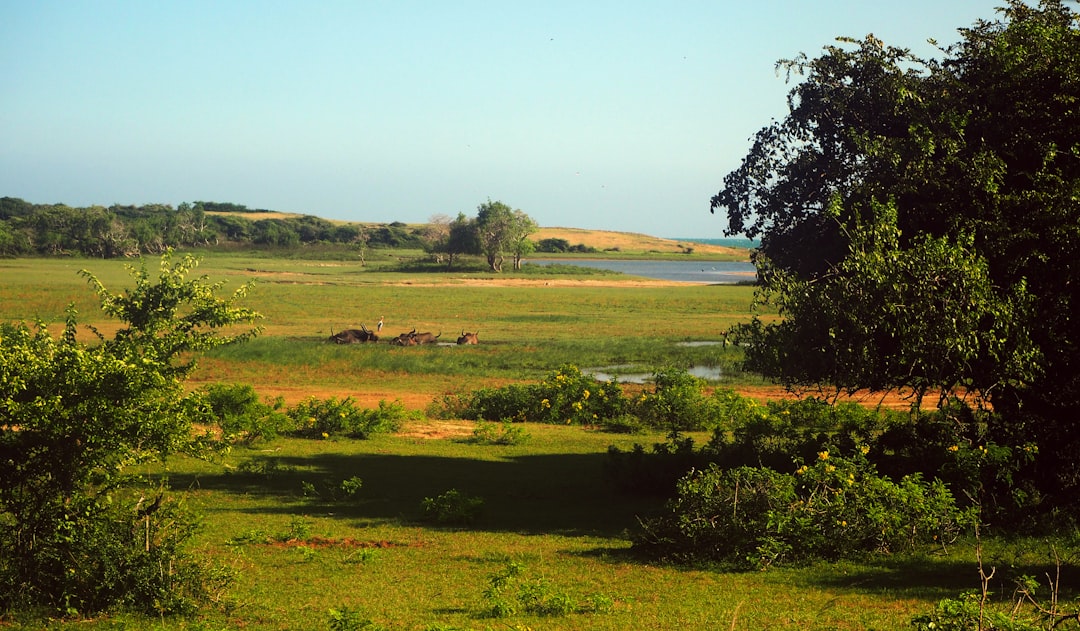 Yala National Park