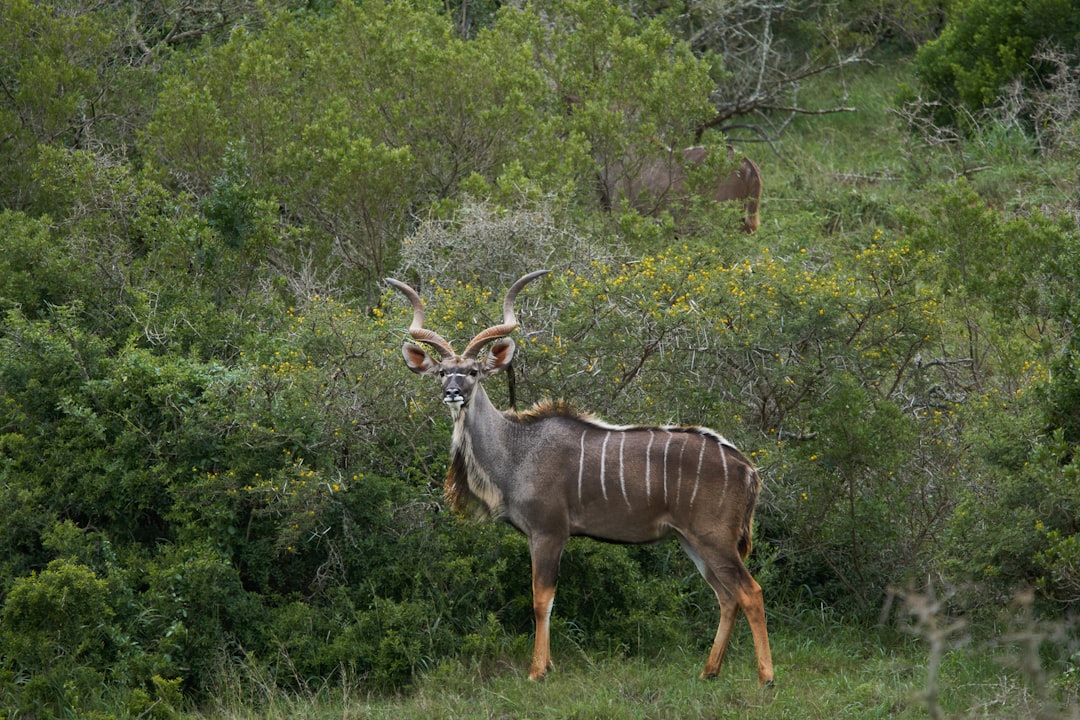 Parc national du Ruaha