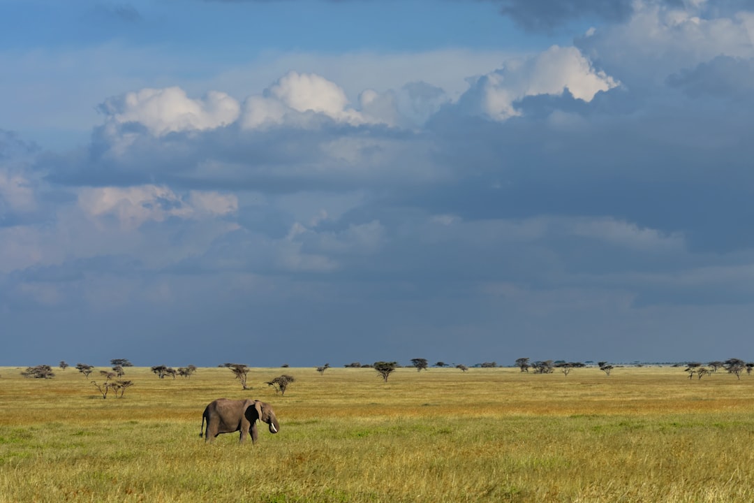 Serengeti