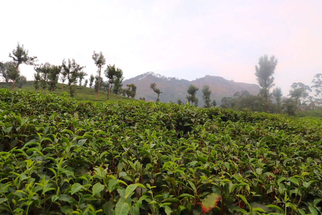 Pai