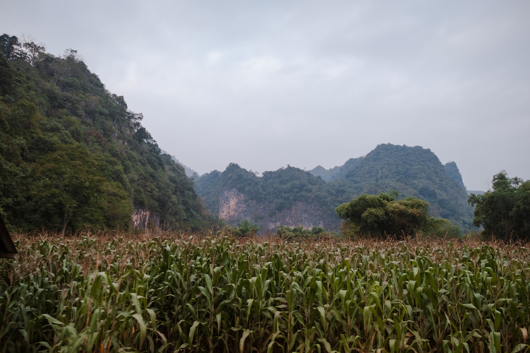 Meo Vac