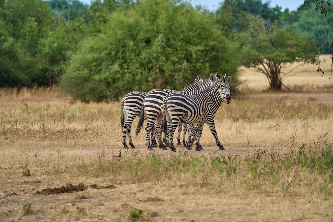 Mfuwe