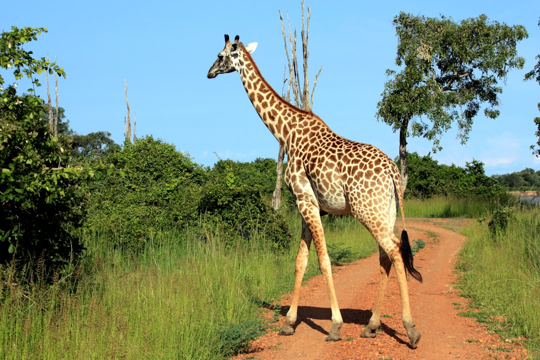 Mfuwe