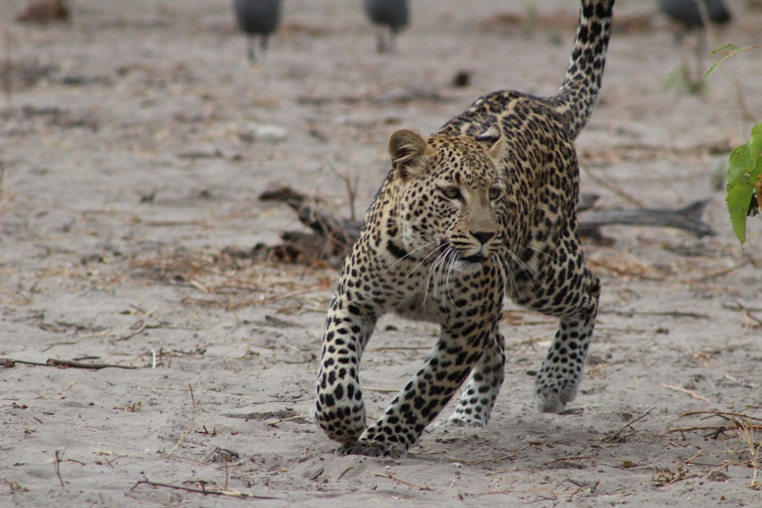 South Luangwa