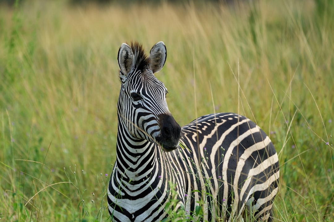 South Luangwa
