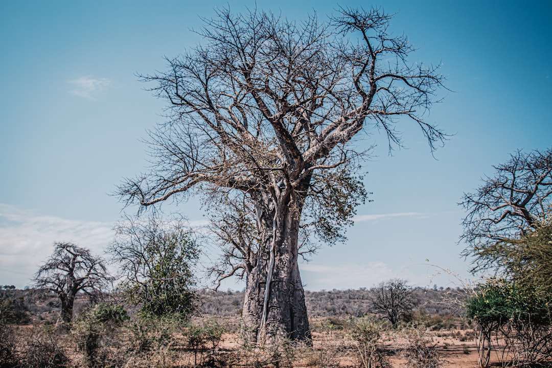 Great Zimbabwe