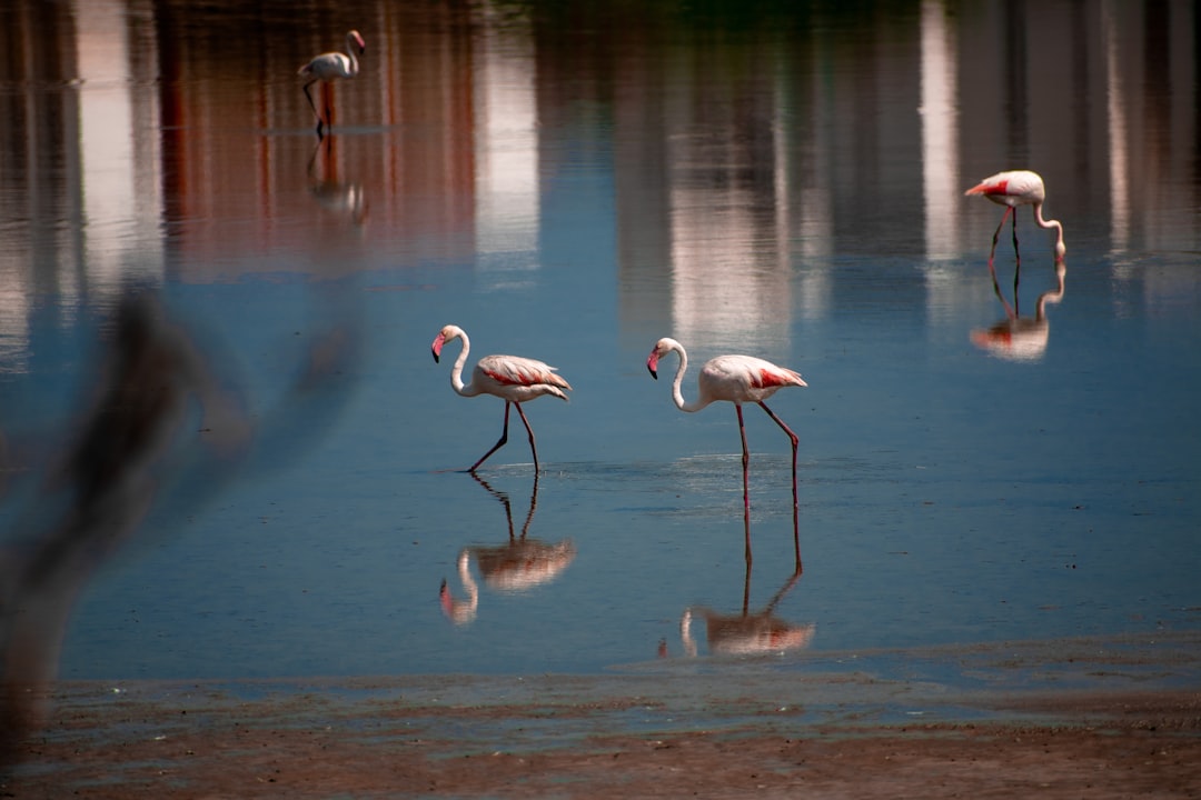 Parc National de Mana Pools