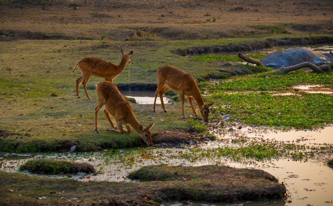 Parc National de Mana Pools