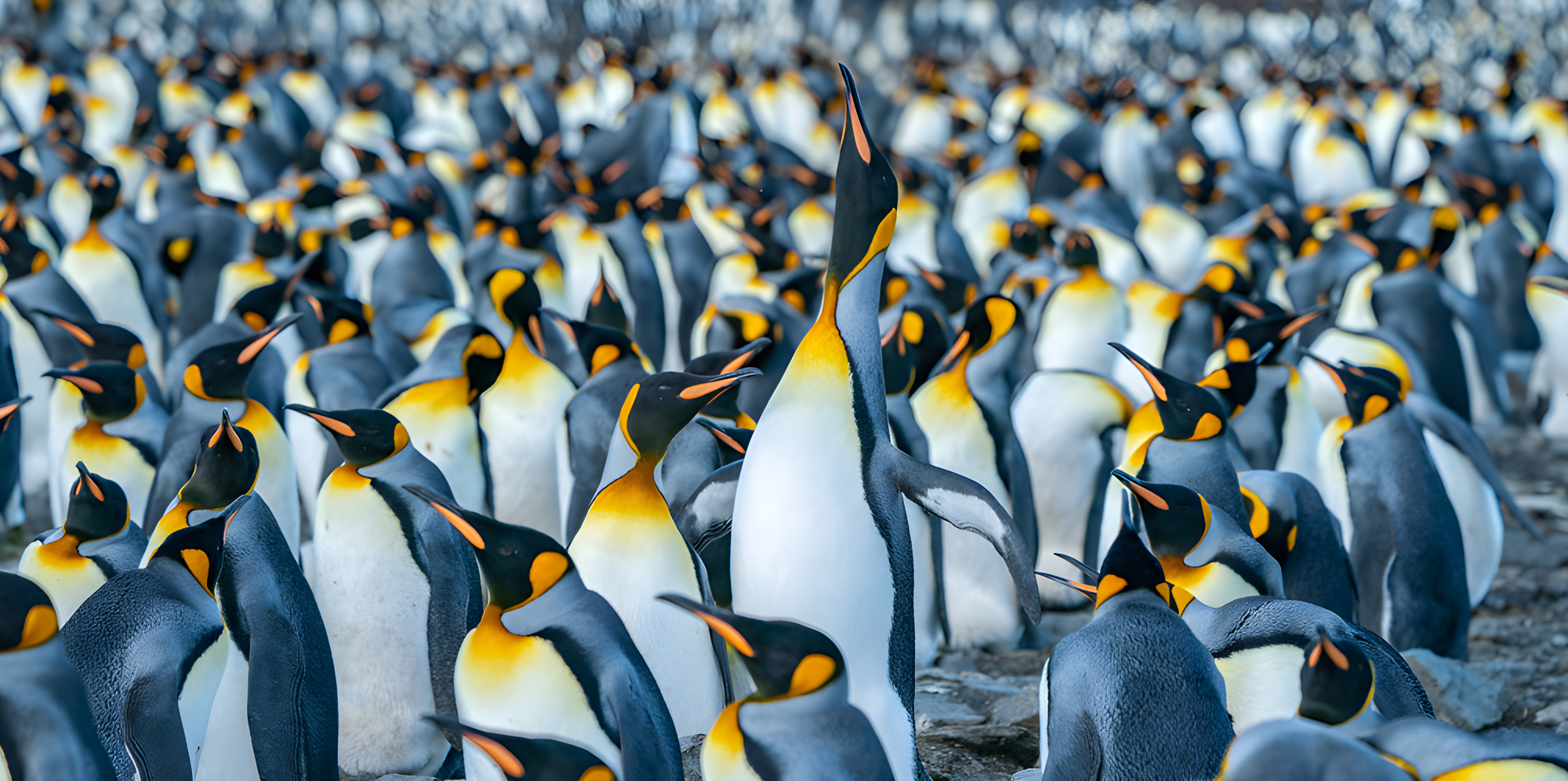 Exploris One, La grande boucle Australe