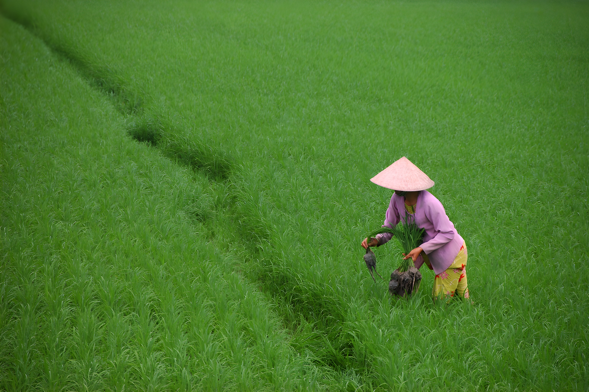 Charmes insolites d'Indochine