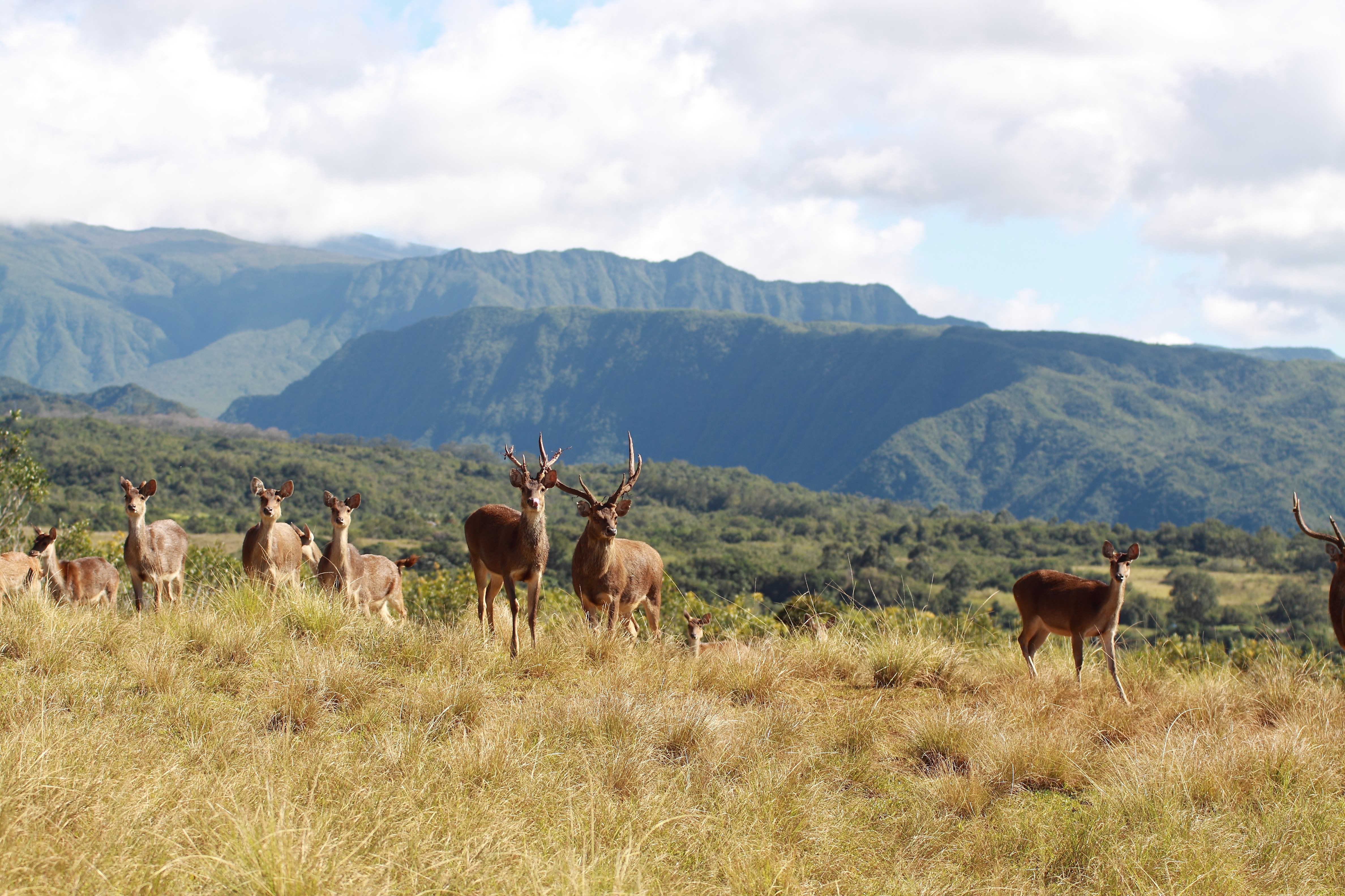 La Réunion Romantique