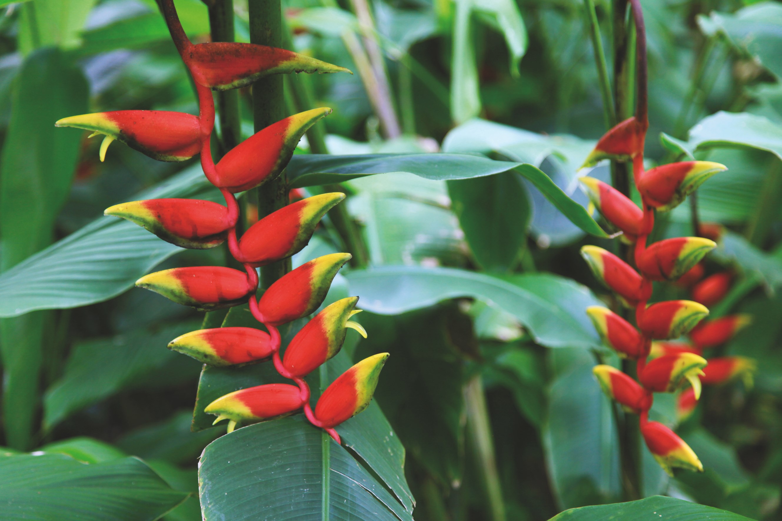 La Réunion Romantique