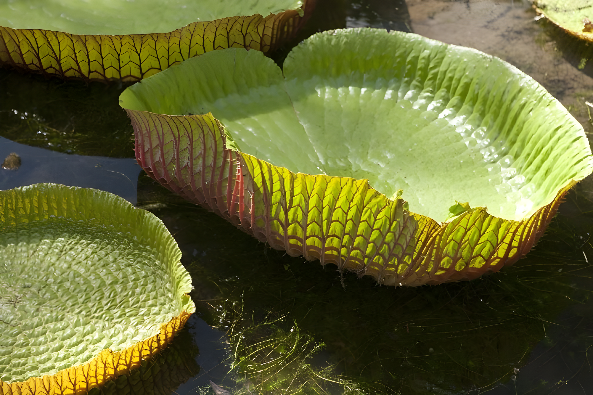 Maurice &  Rodrigues - Authenticité et Charme