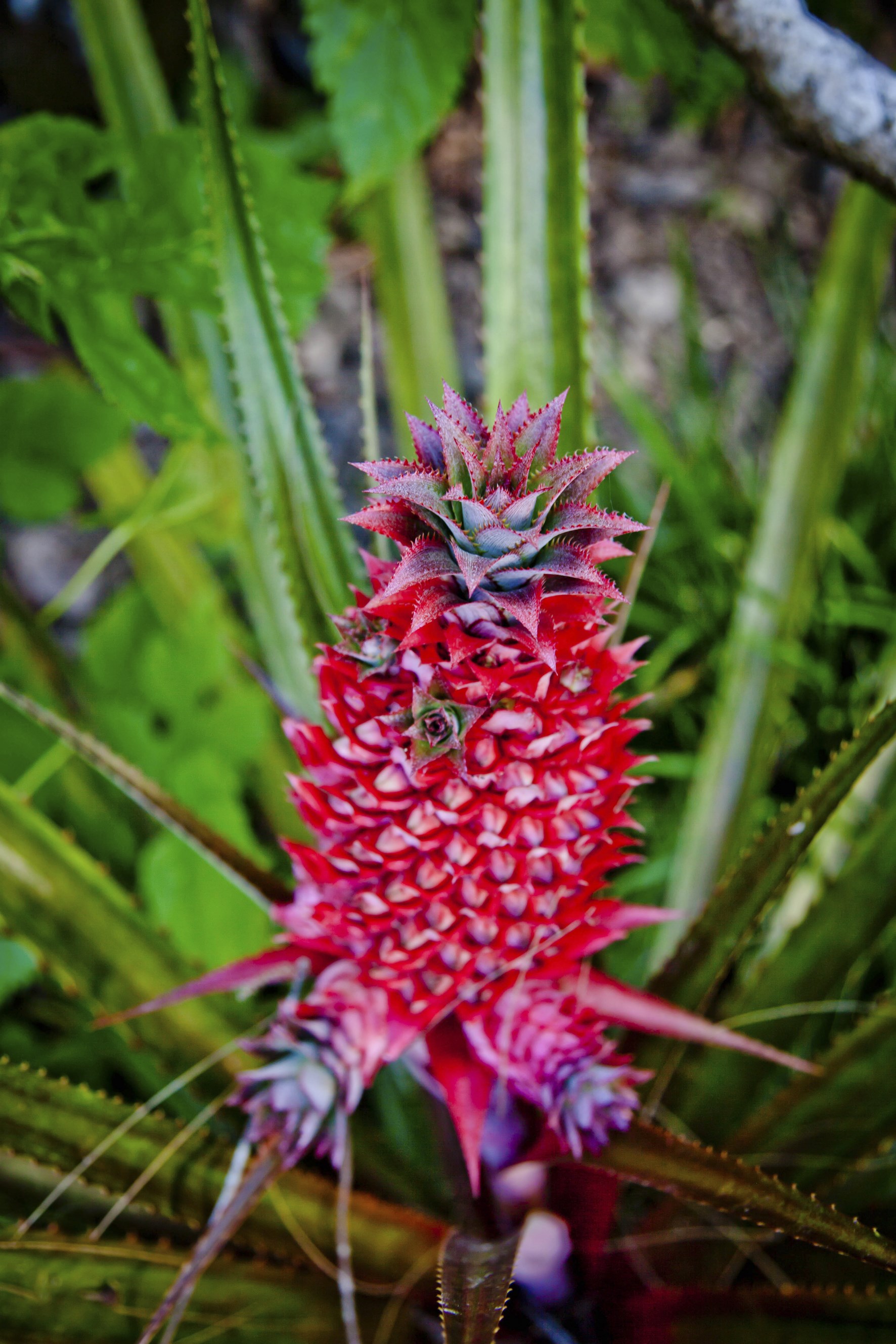 Nature et Traditions