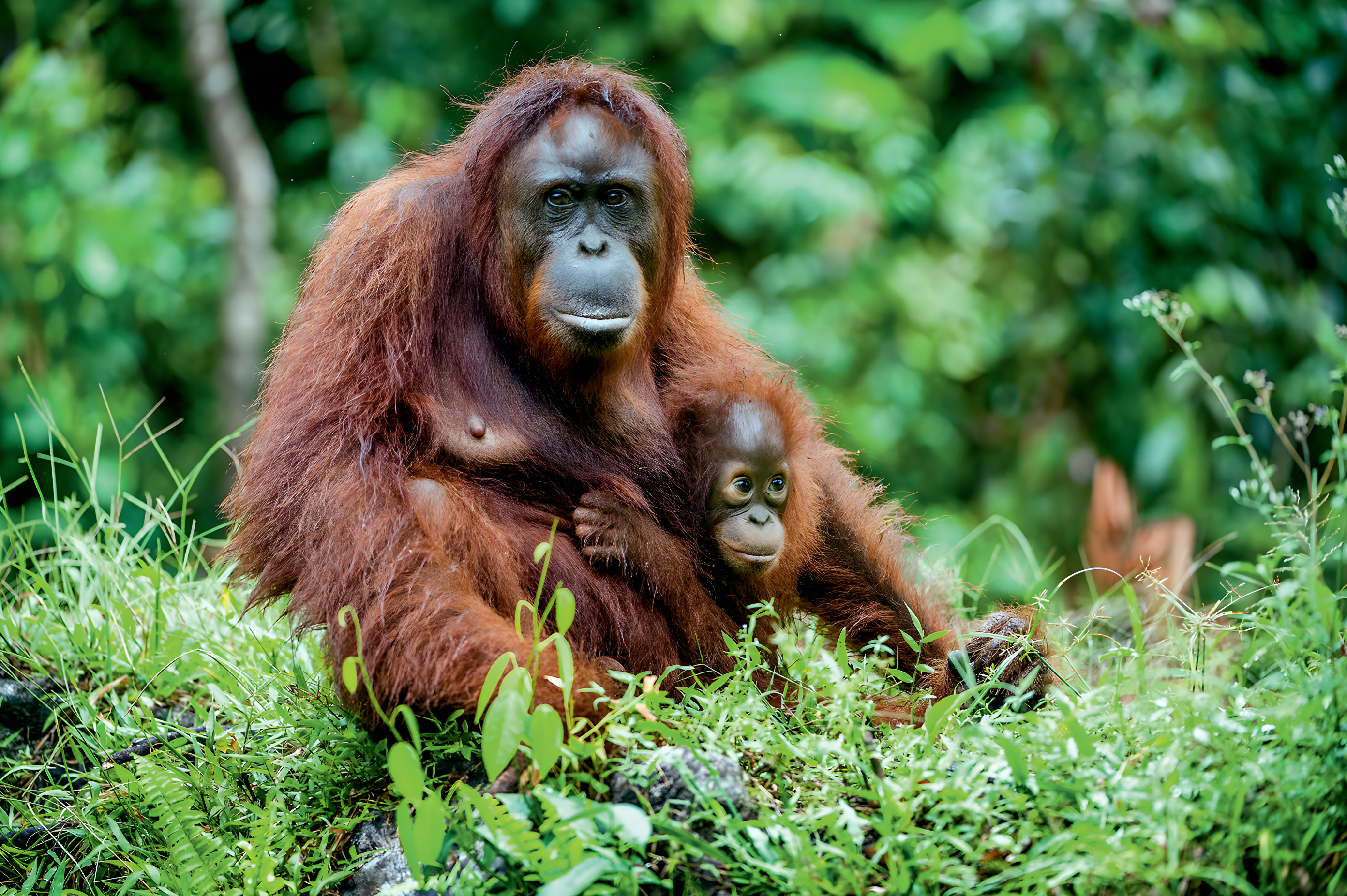 A la rencontre des orangs-outangs