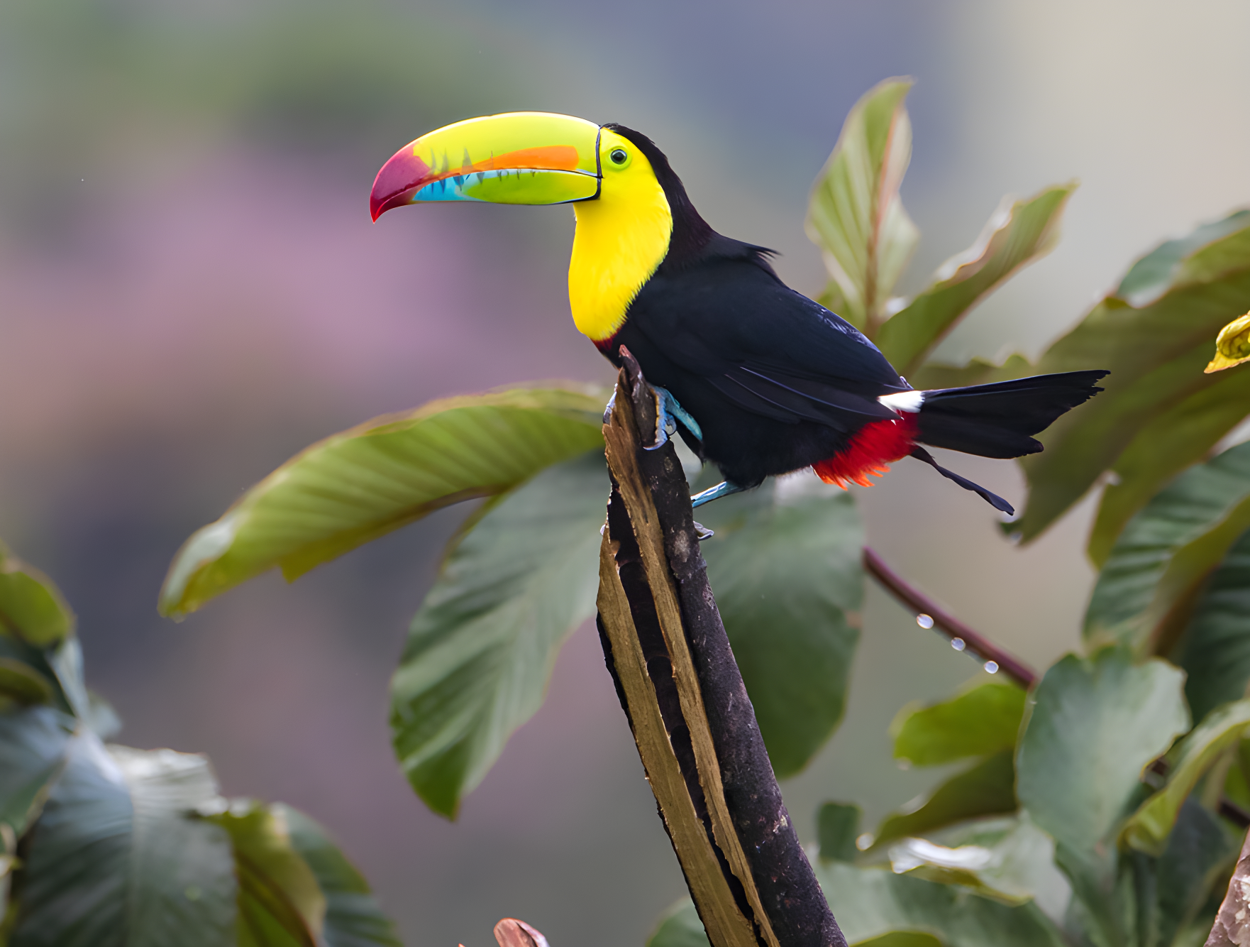 Voyager responsable au Costa Rica