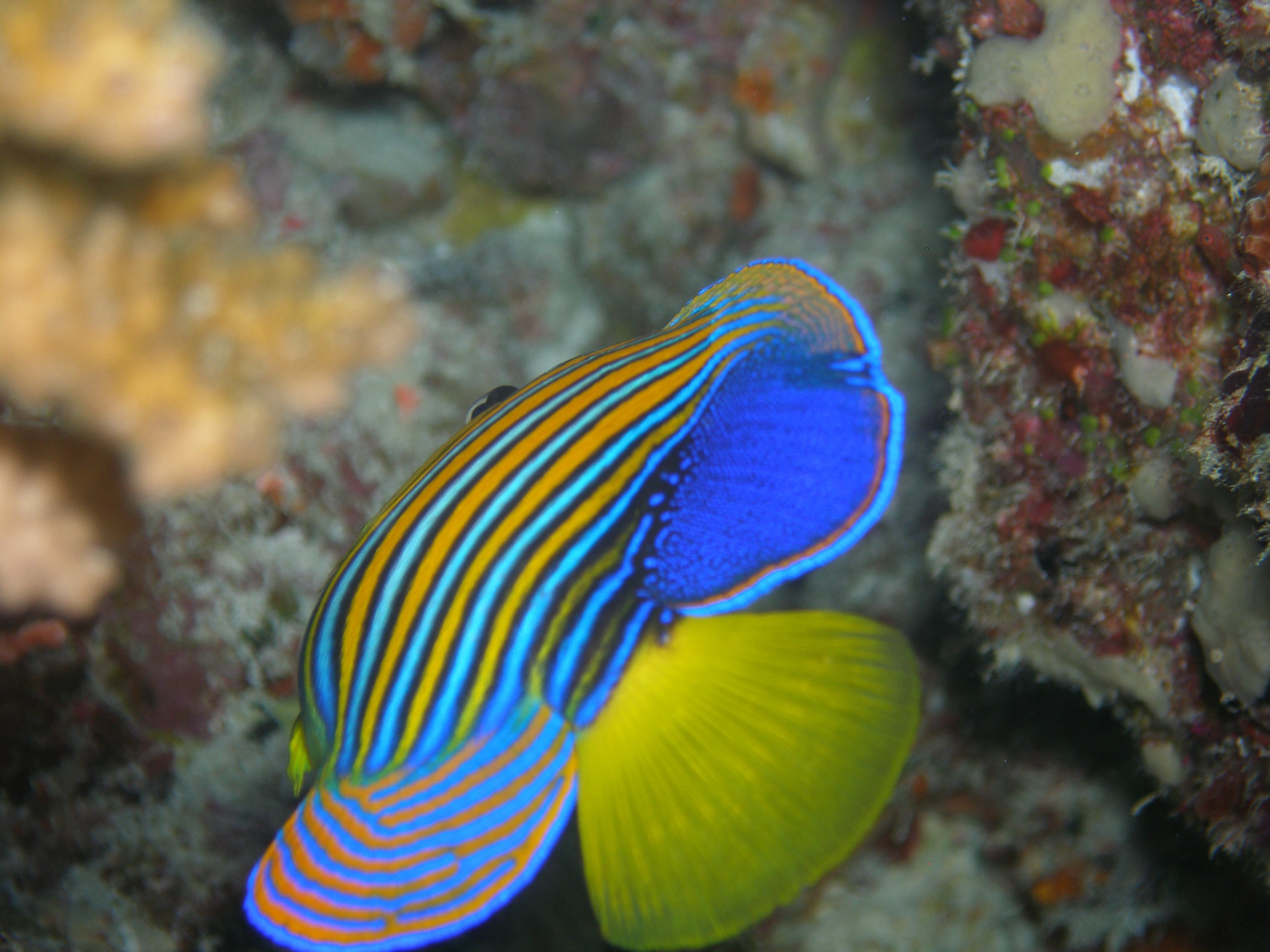 Croisière Dream Maldives