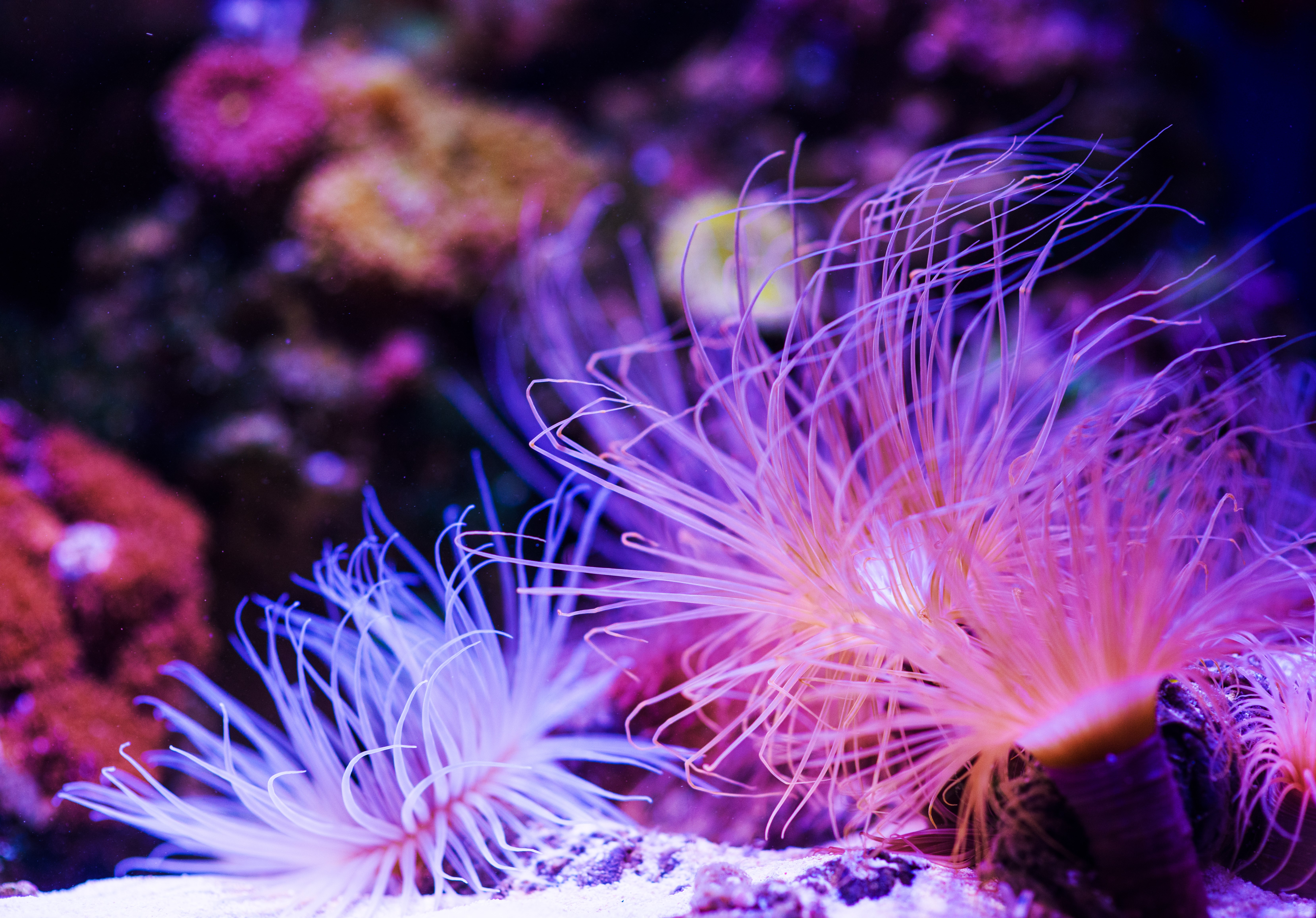 Croisière Dream Maldives