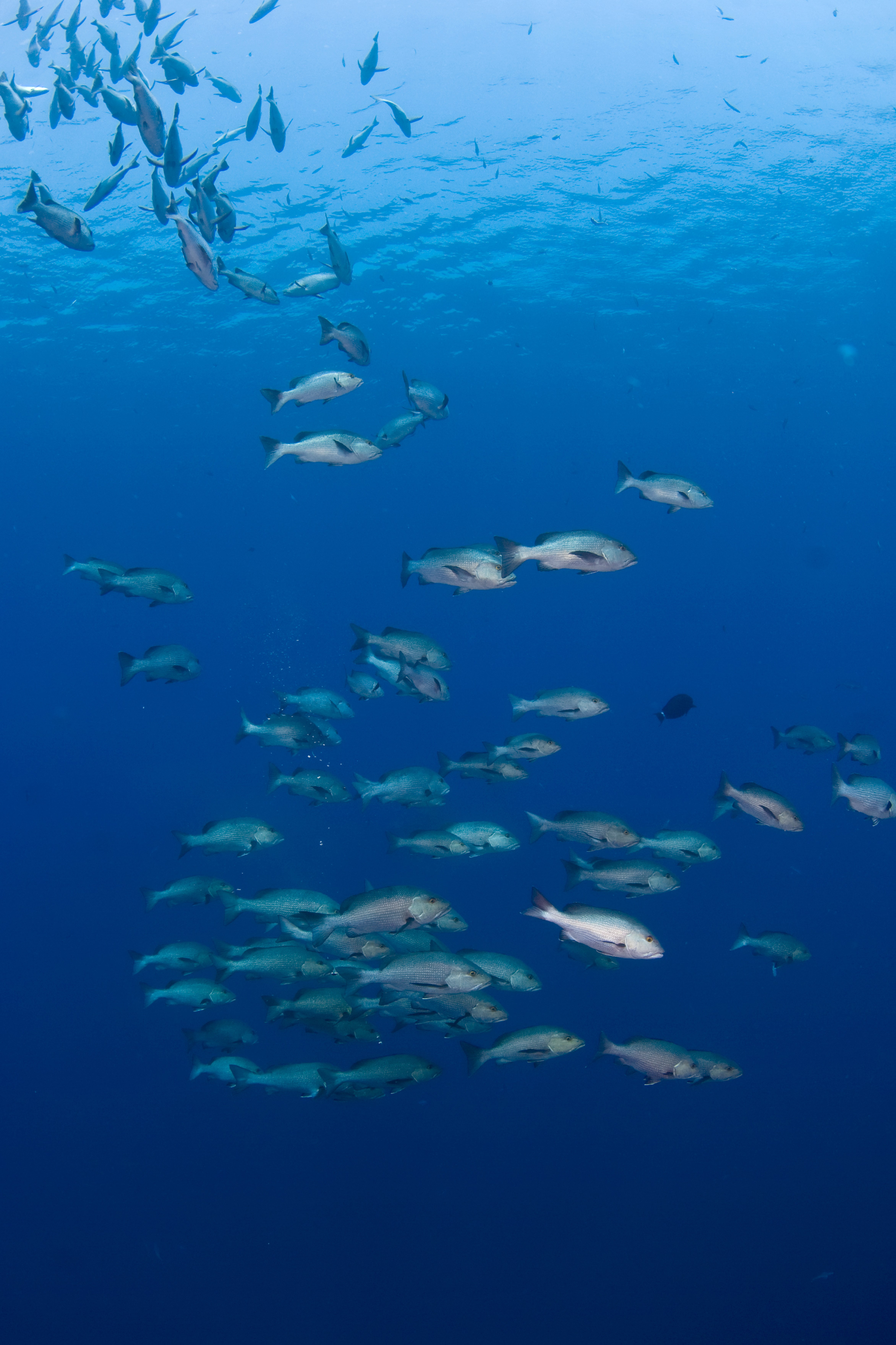 Croisière Dream Maldives