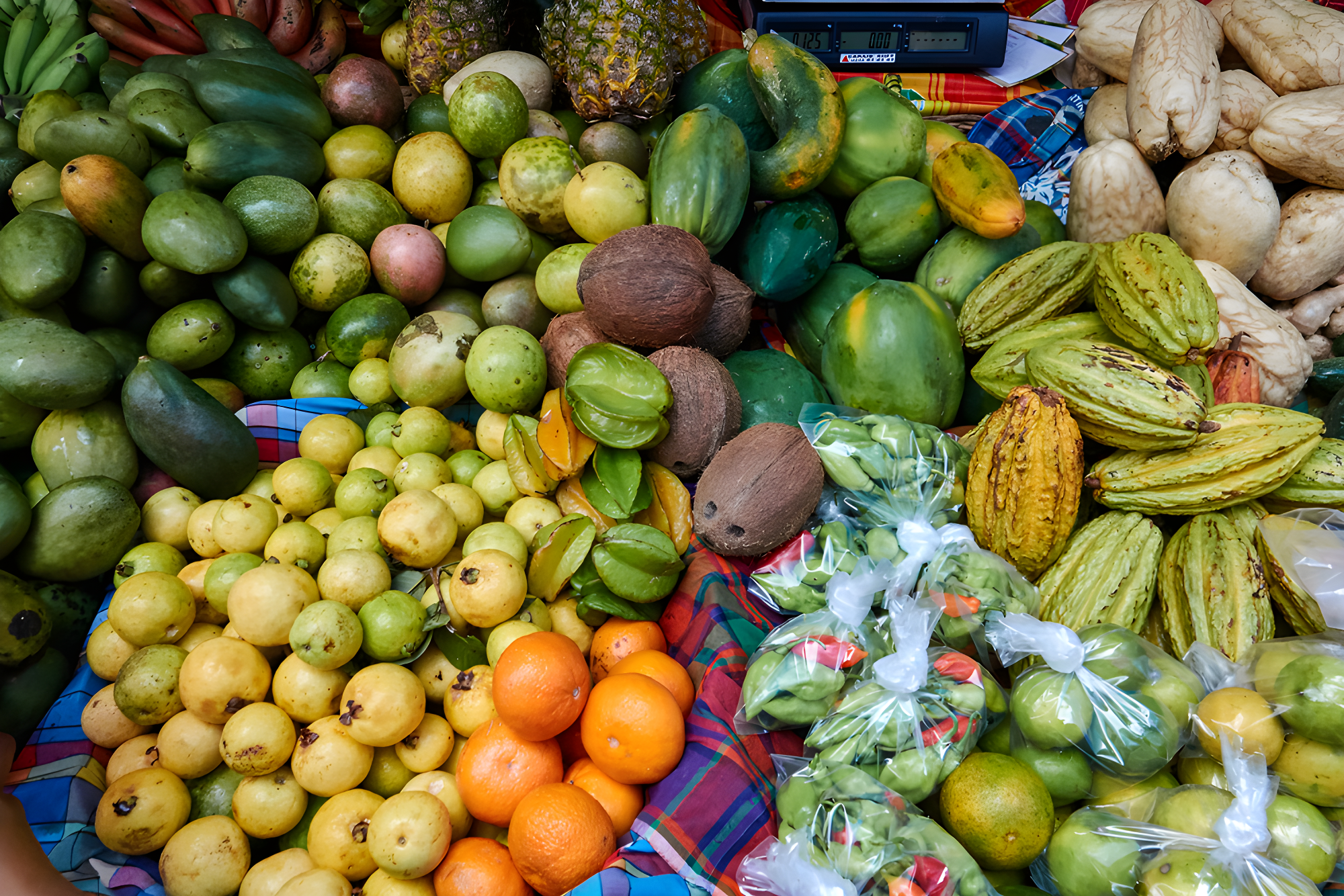 Sur les traces d'Aimé Césaire