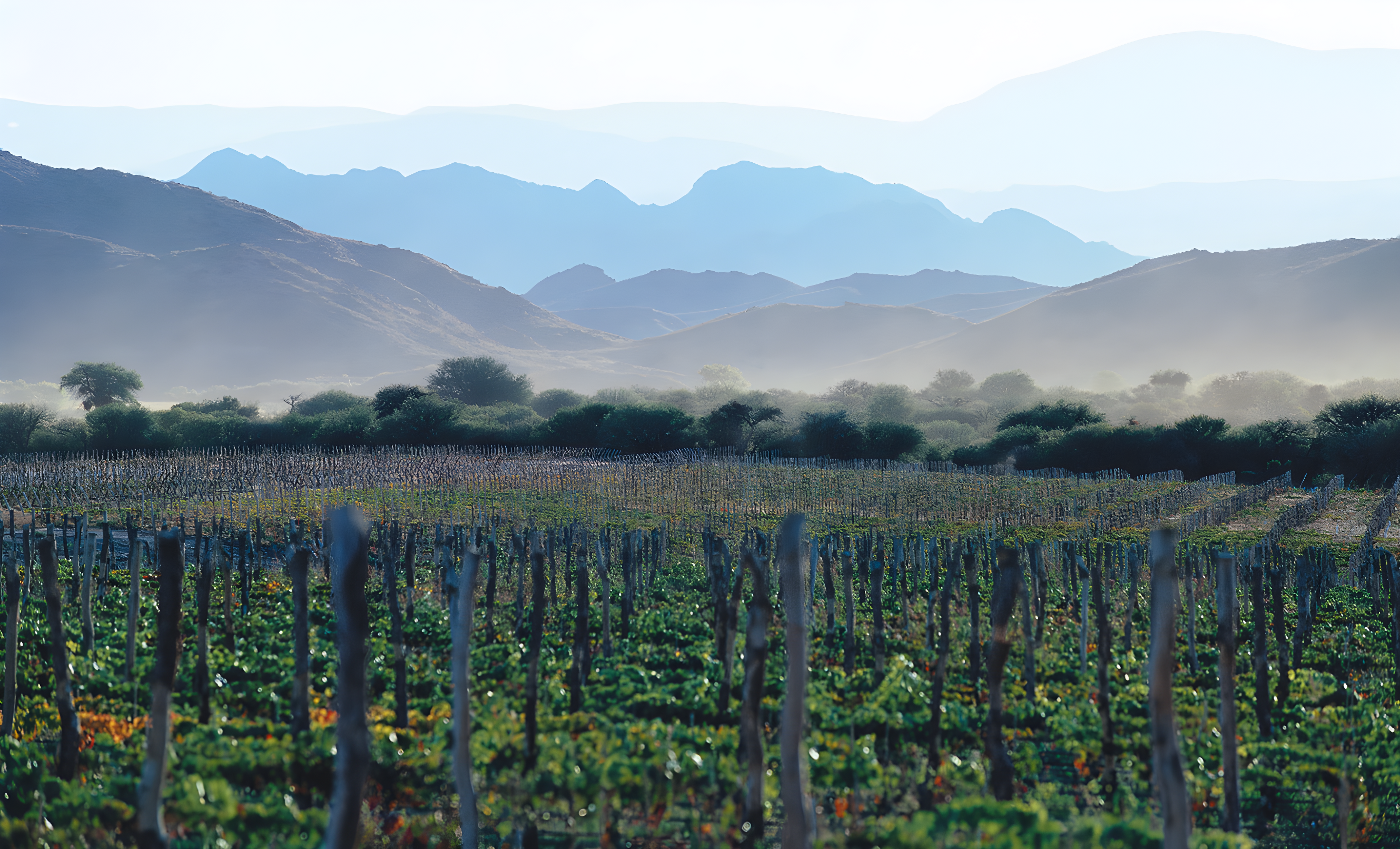 La route des vins