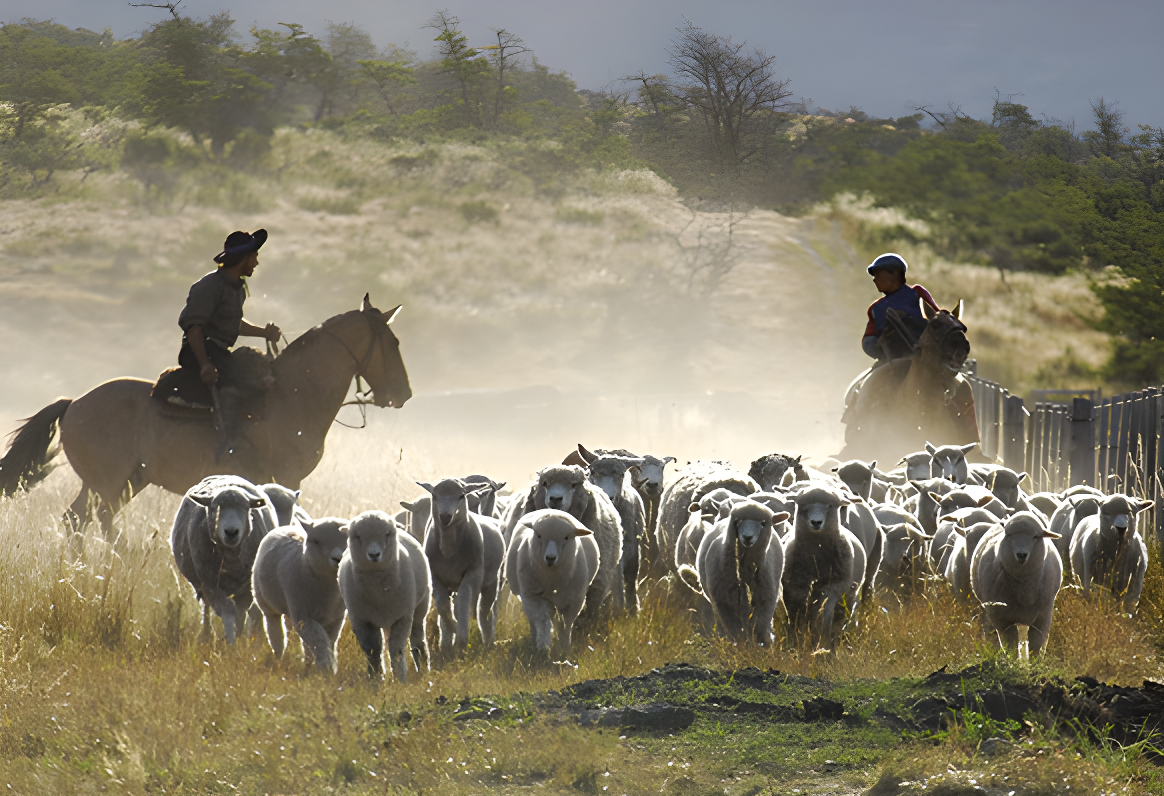 A la découverte de la Patagonie