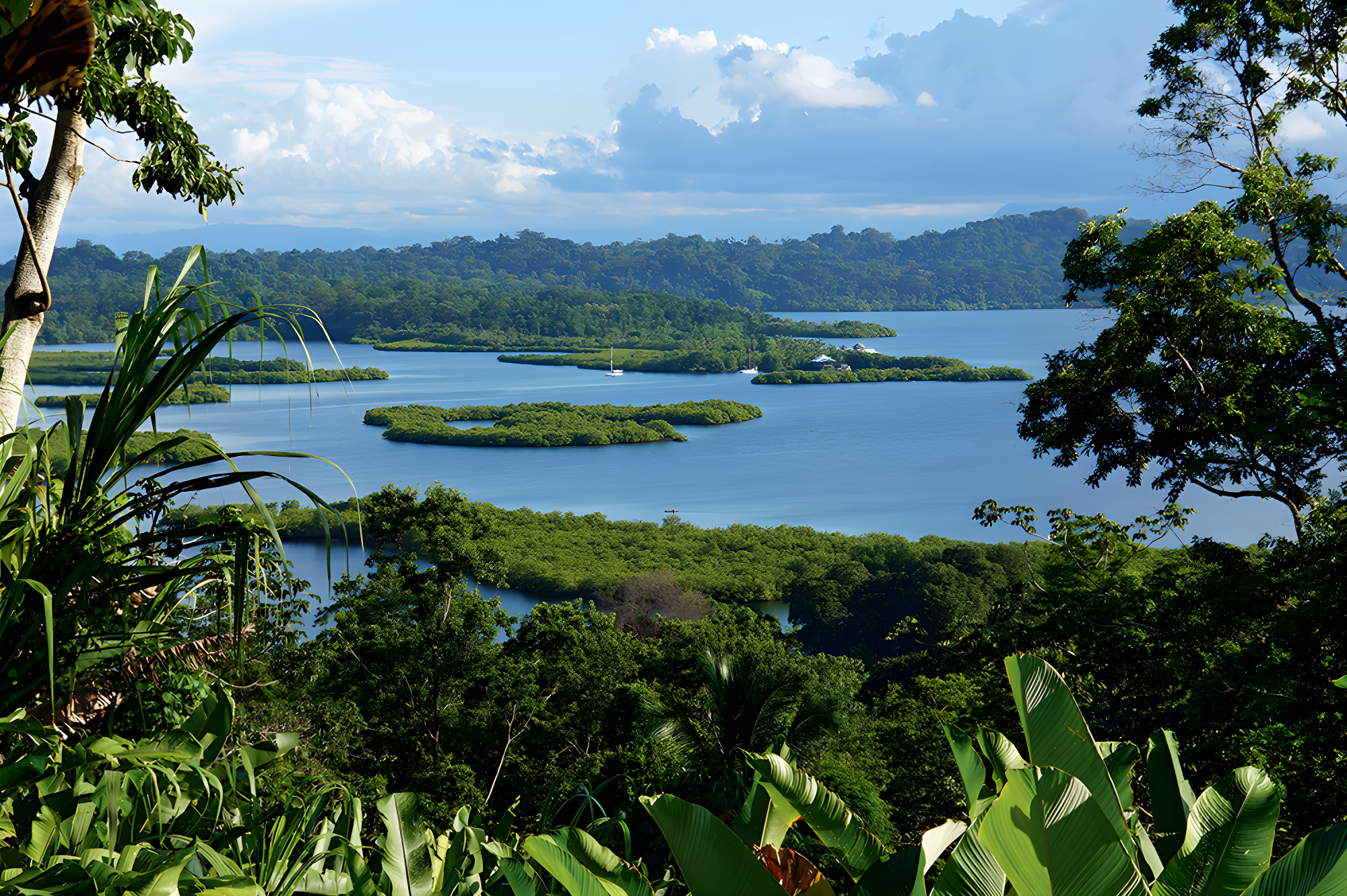 Luxuriance de la nature