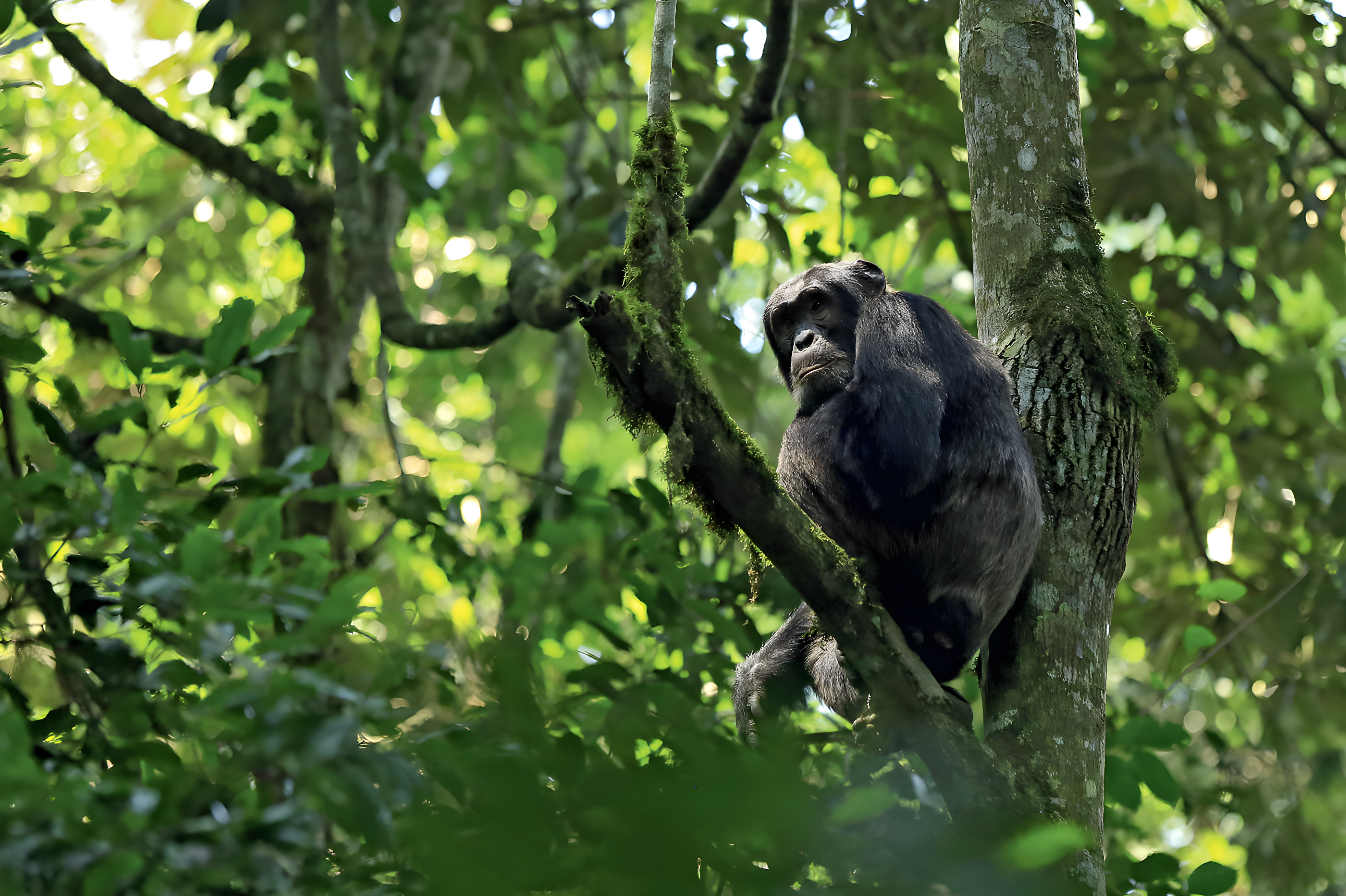 Nos amis les primates