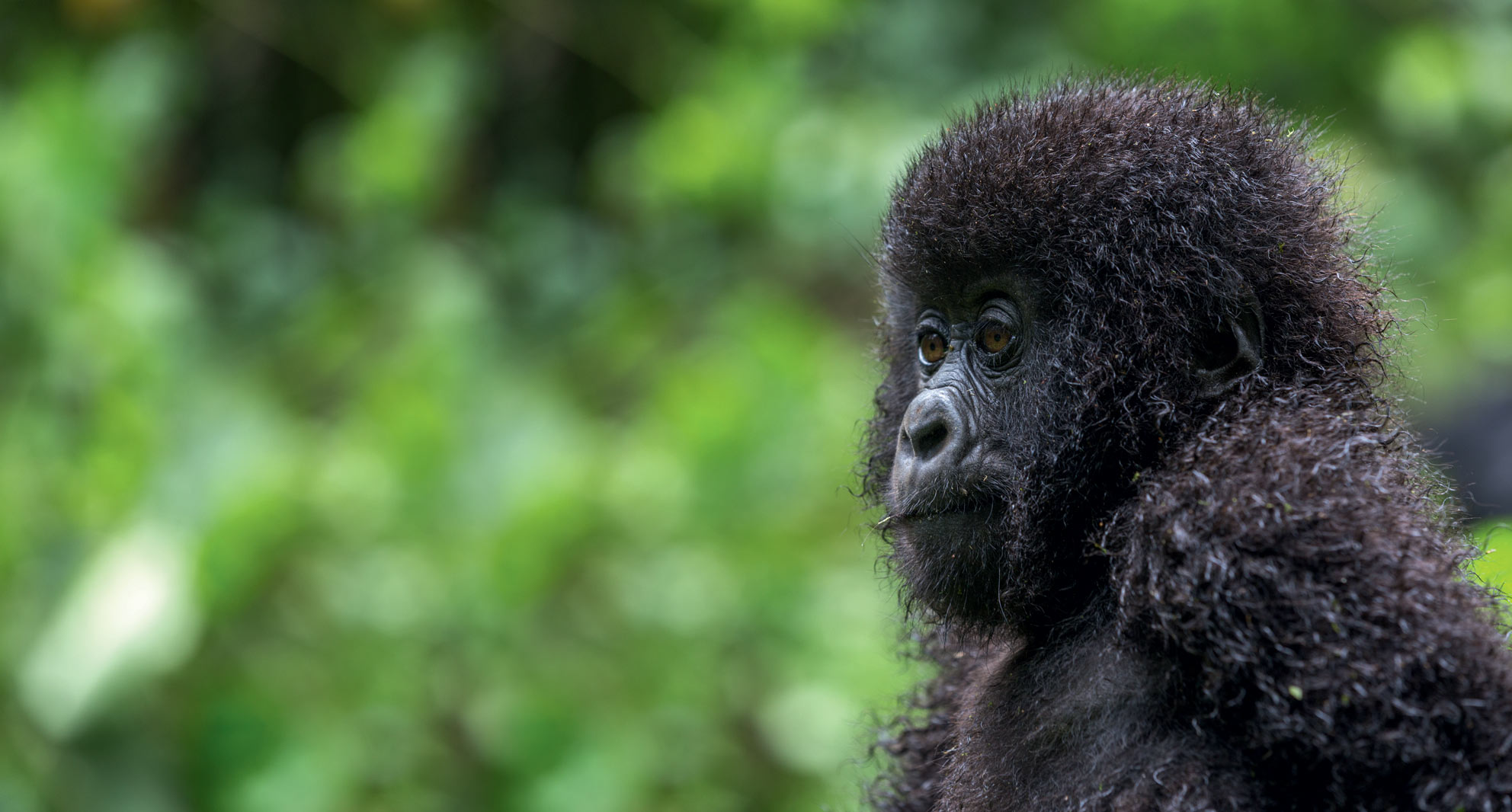 Aux pays des gorilles