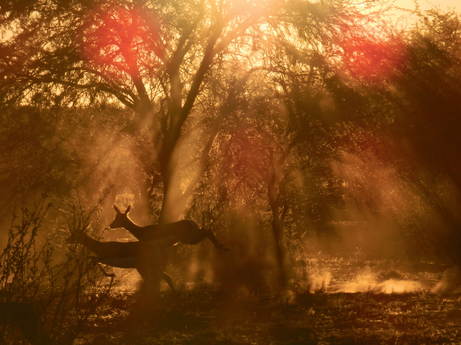 Trésors de l'Afrique du Sud