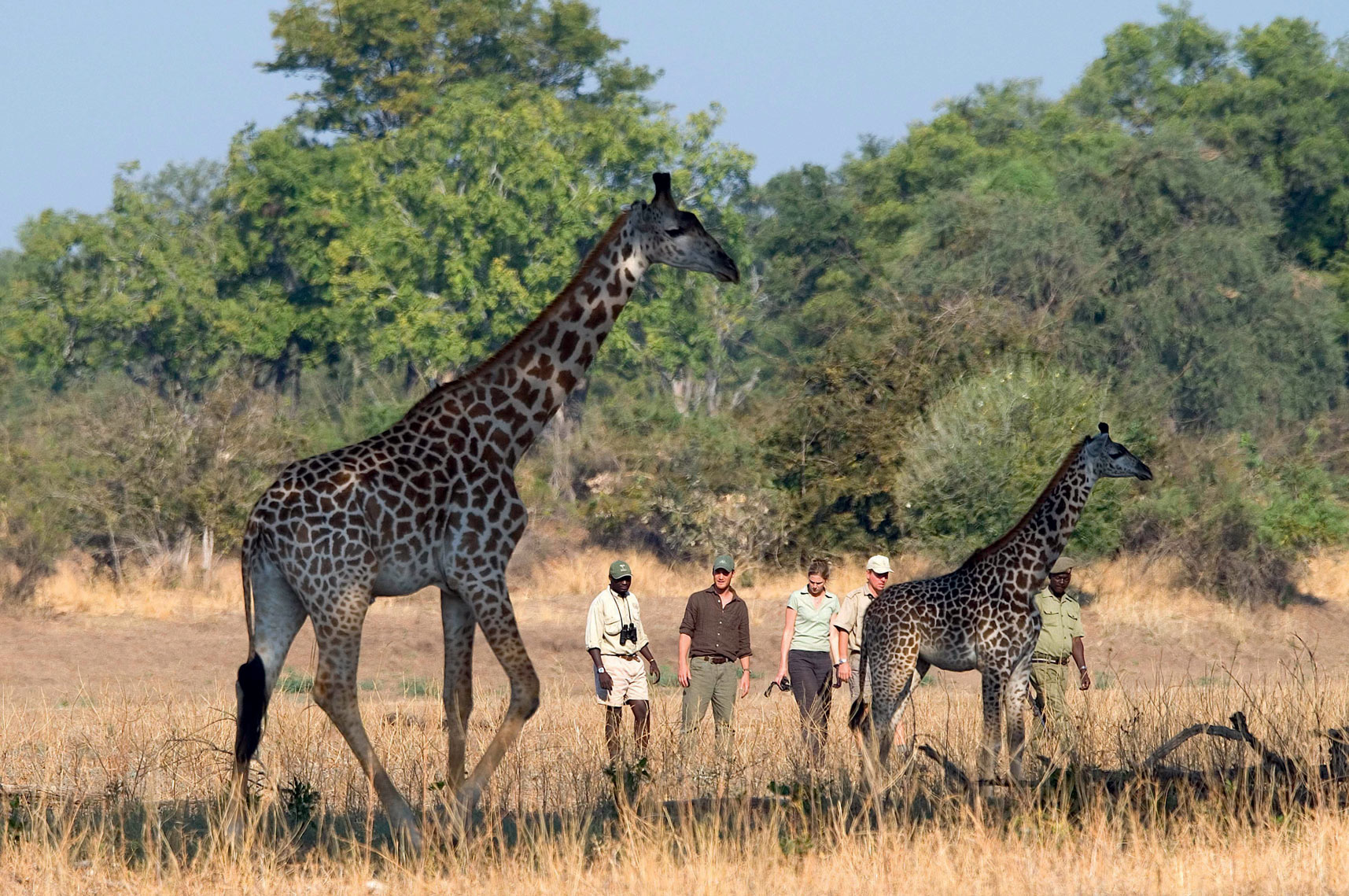 A travers le Luangwa