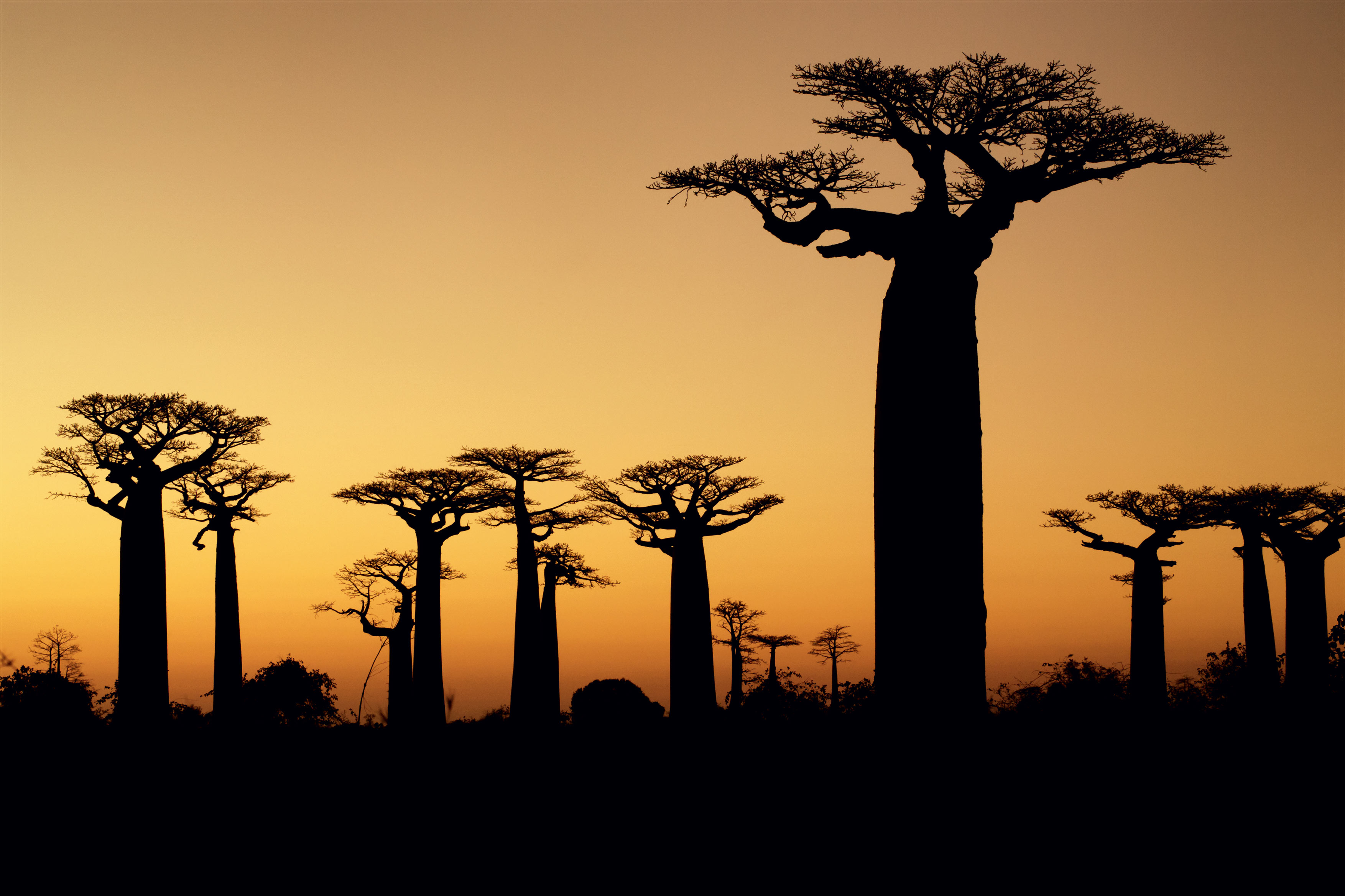 Fascinante Madagascar