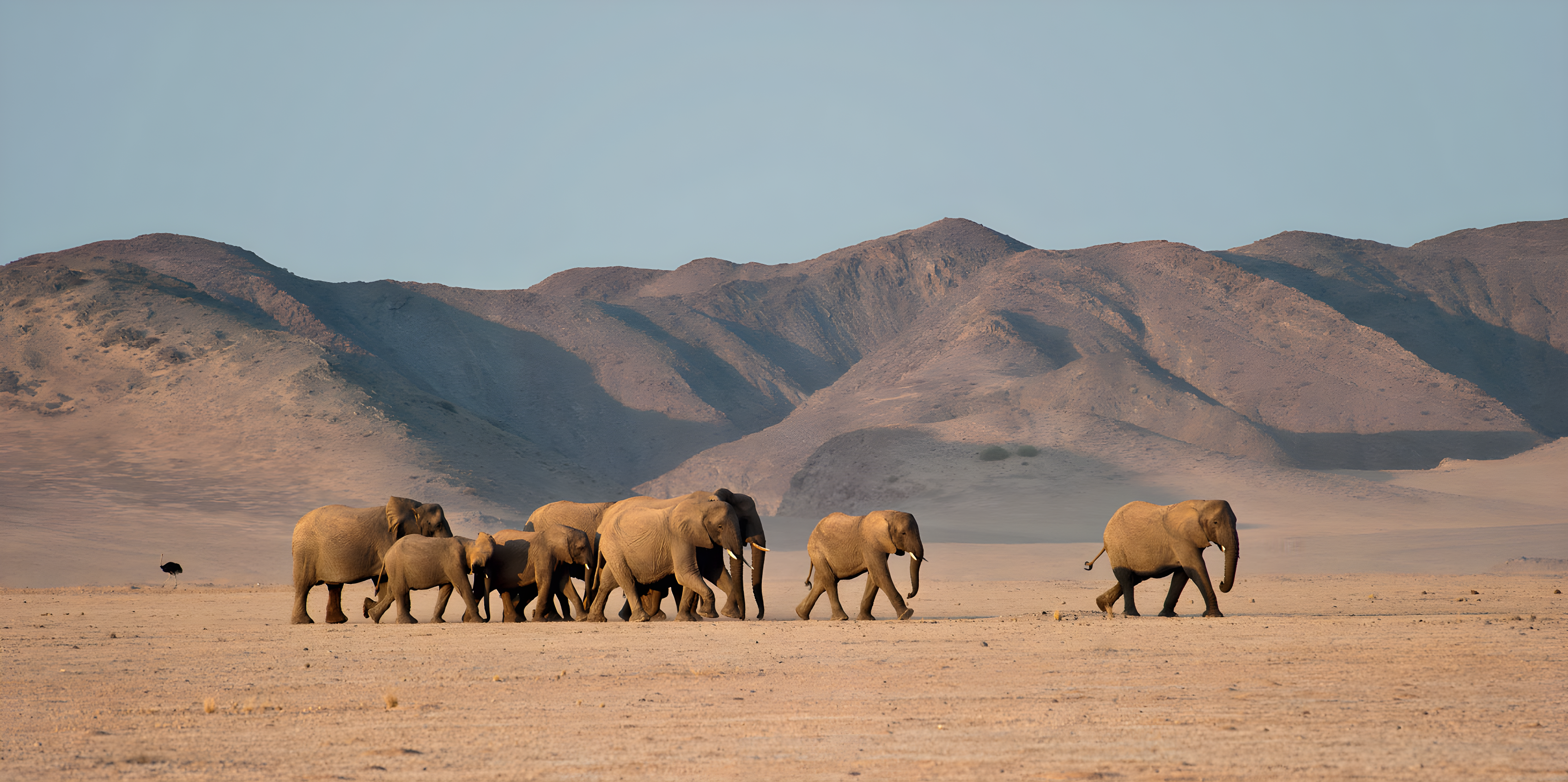 Le Meilleur de la Namibie