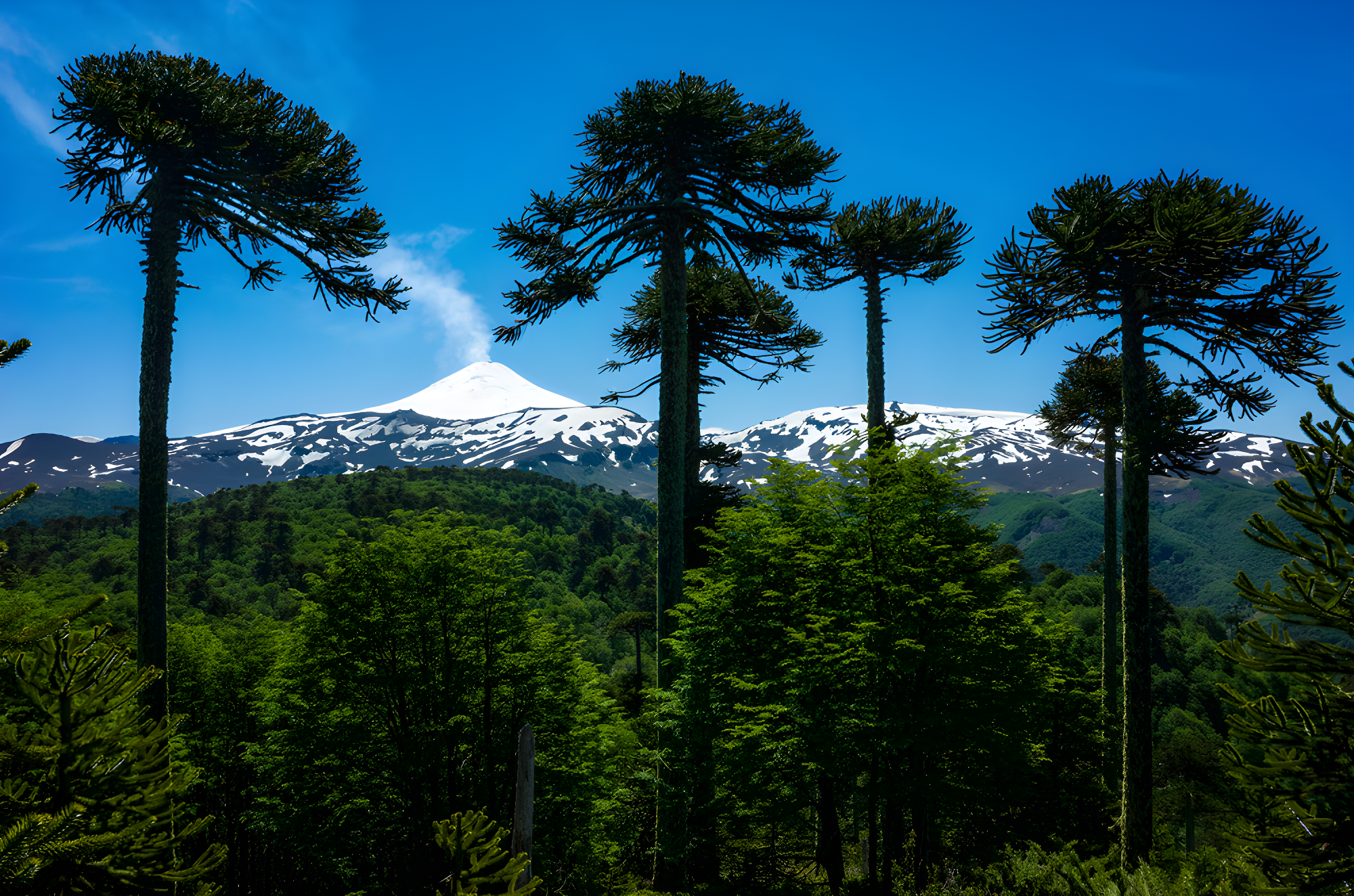 Chili d'exception, du Sud au Nord