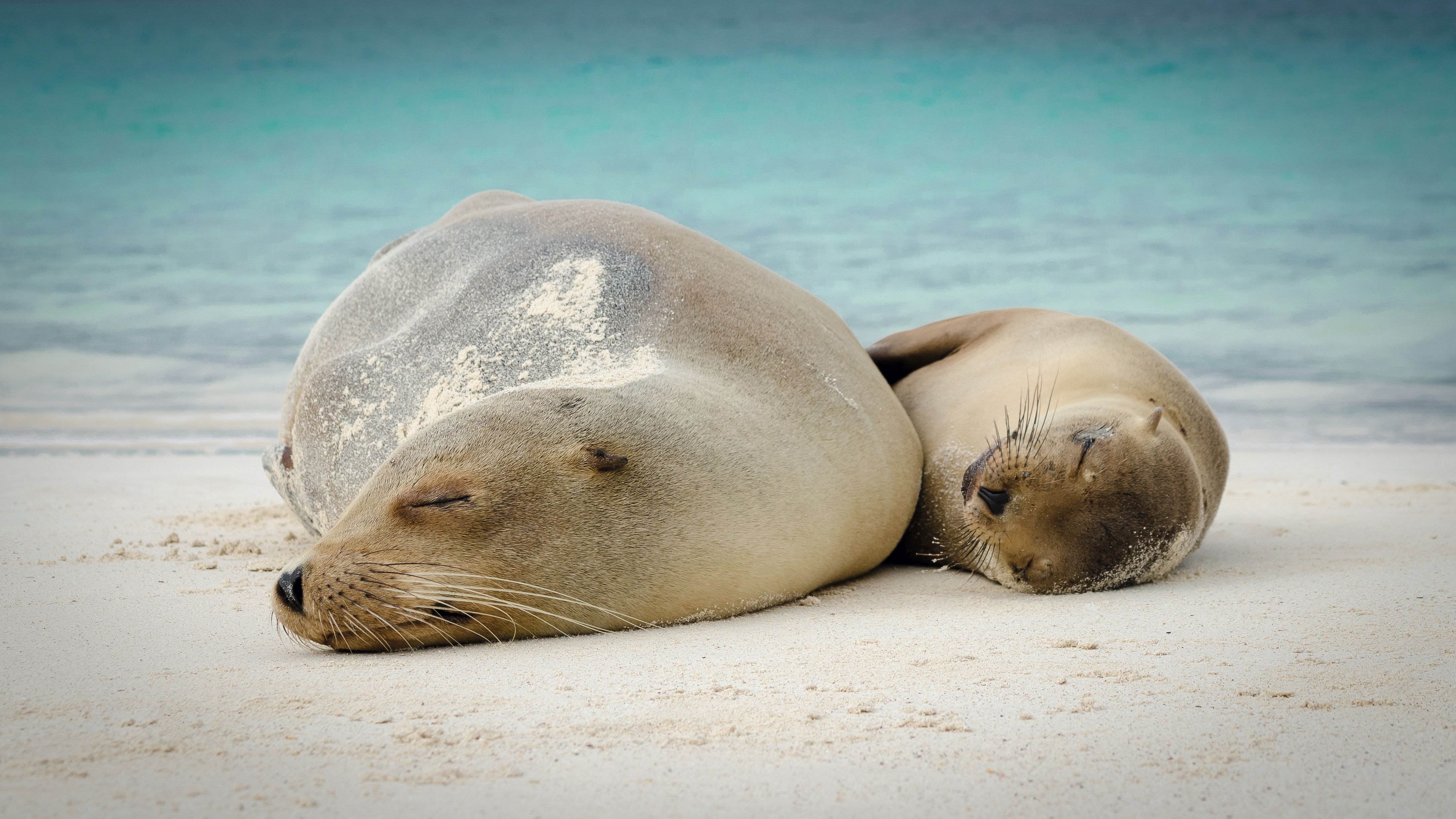 Combiné Équateur-Galápagos