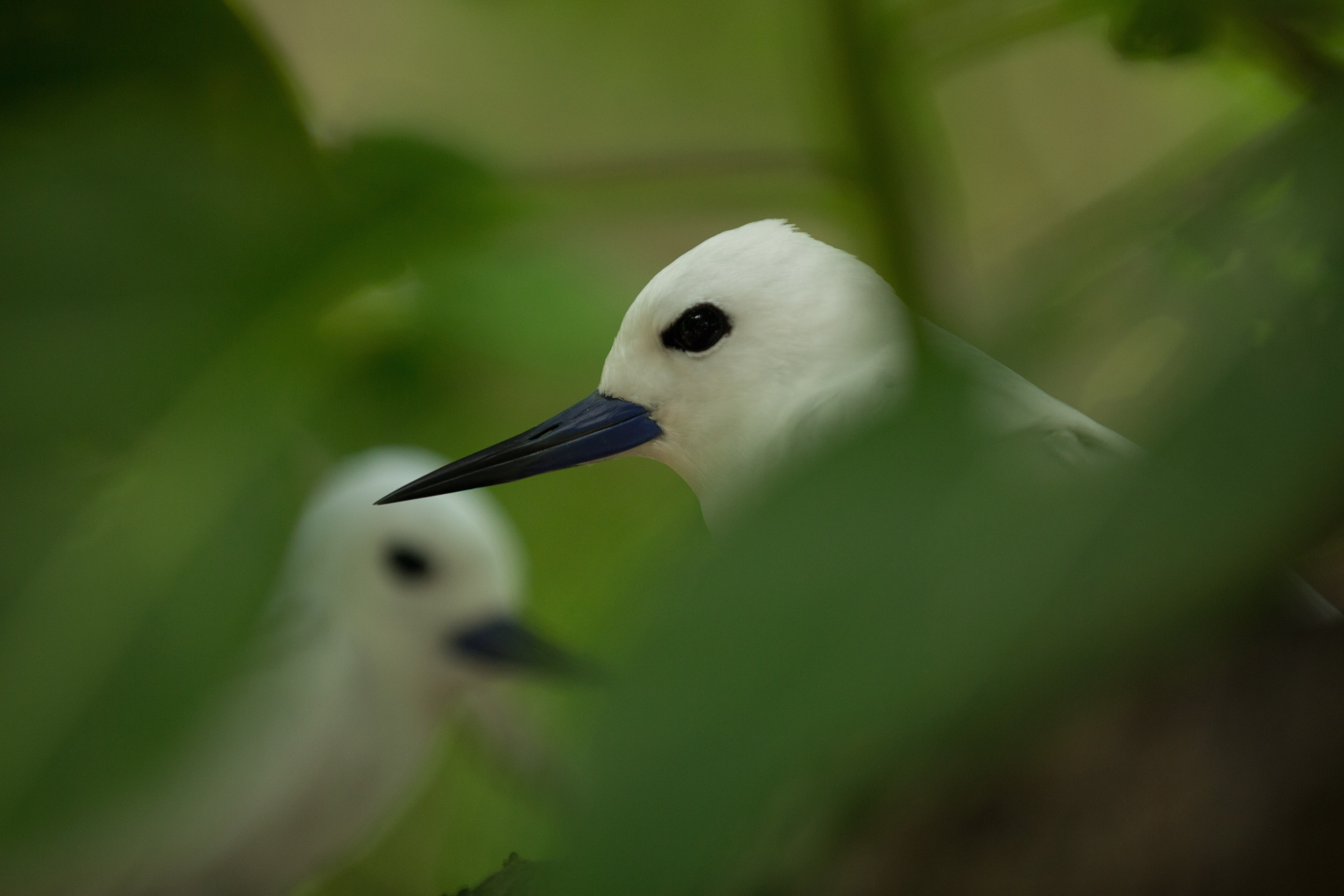 Croisière Silhouette Cruises