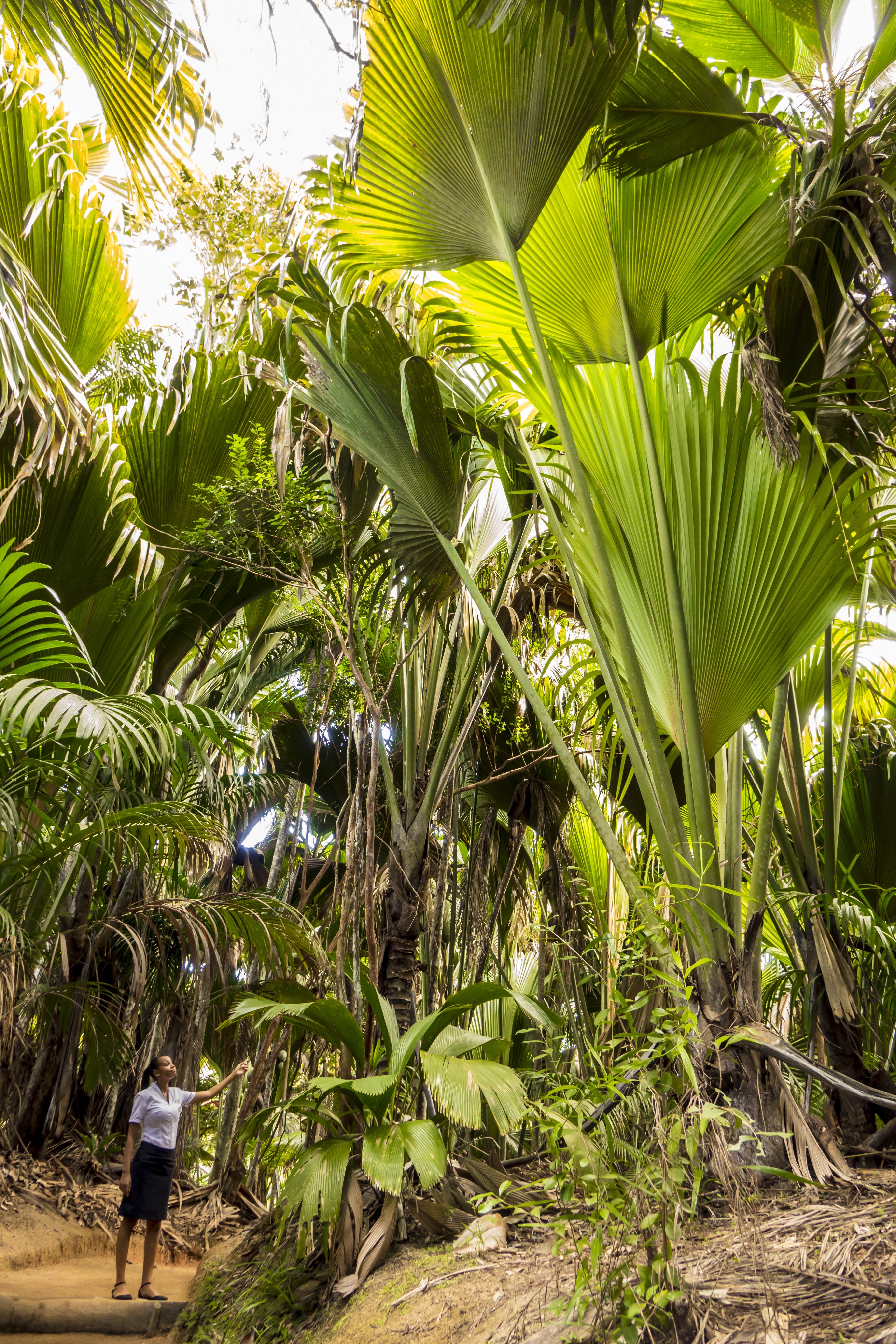 Croisière Silhouette Cruises